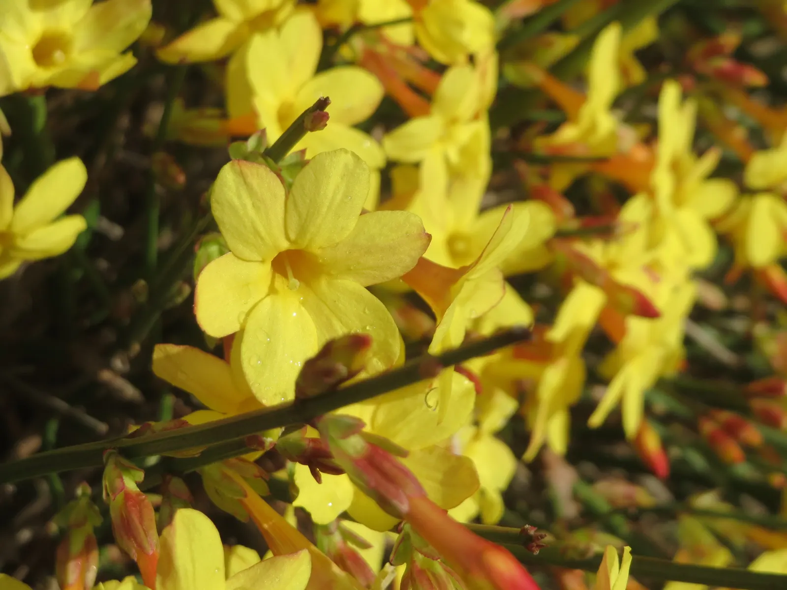 Winter Jasmine (Jasminum Nudiflorum) — as its bright yellow blooms adorn the bare branches from late winter into early spring