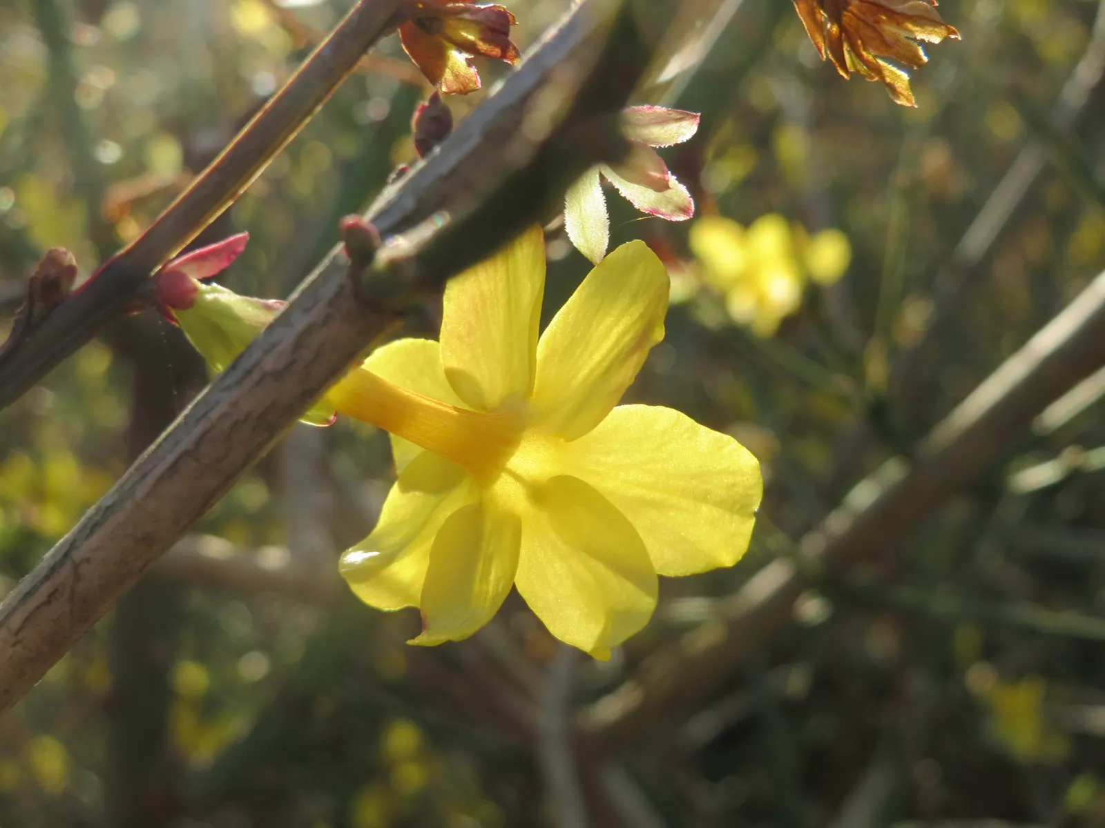 Winter Jasmine (Jasminum Nudiflorum) — making it ideal for retaining walls and slopes; or spilling down slopes as a ground cover, image 52