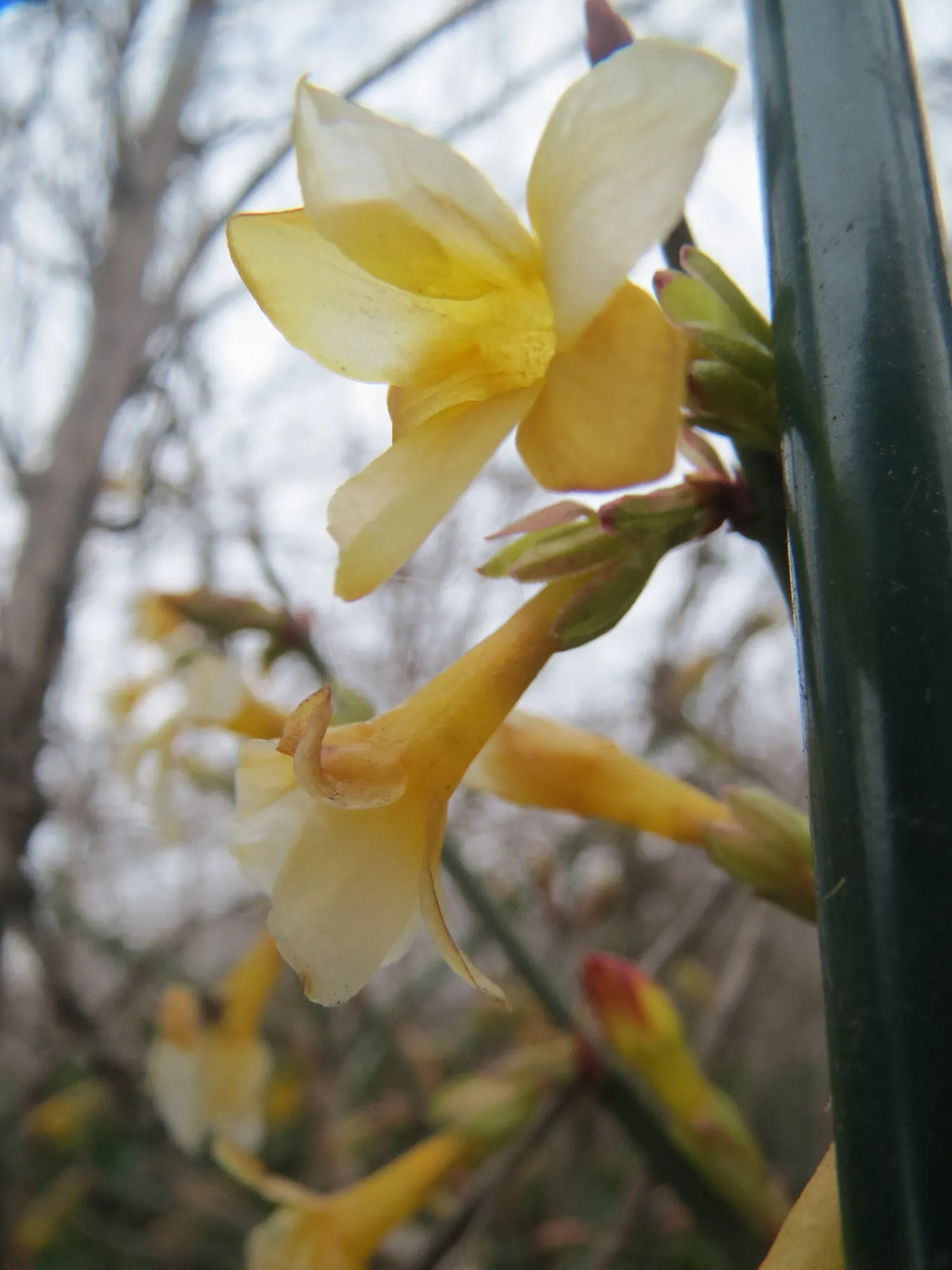 Winter Jasmine (Jasminum Nudiflorum) — white and yellow flowers in the garden; making it ideal for retaining walls and slopes