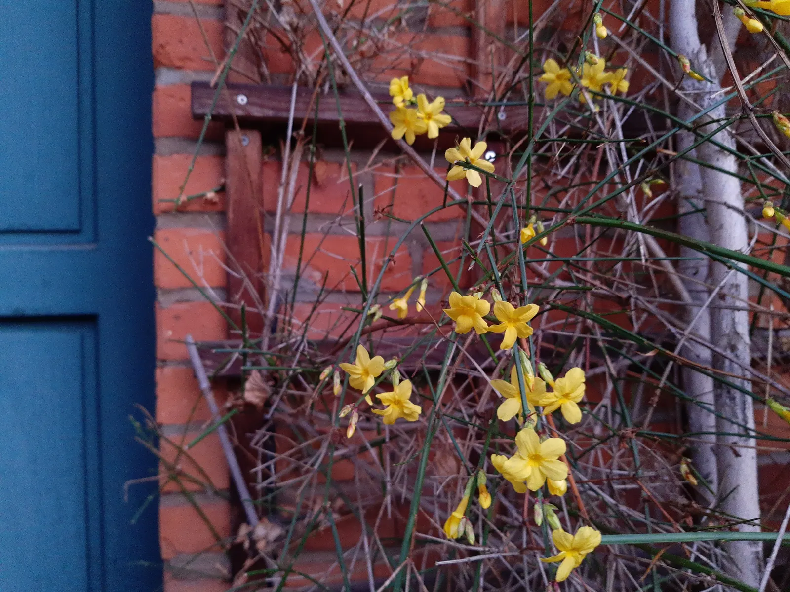 Winter Jasmine (Jasminum Nudiflorum) — the lively yellow flowers of Jasminum nudiflorum provide a welcome contrast; this deciduous shrub thrives in, image 65