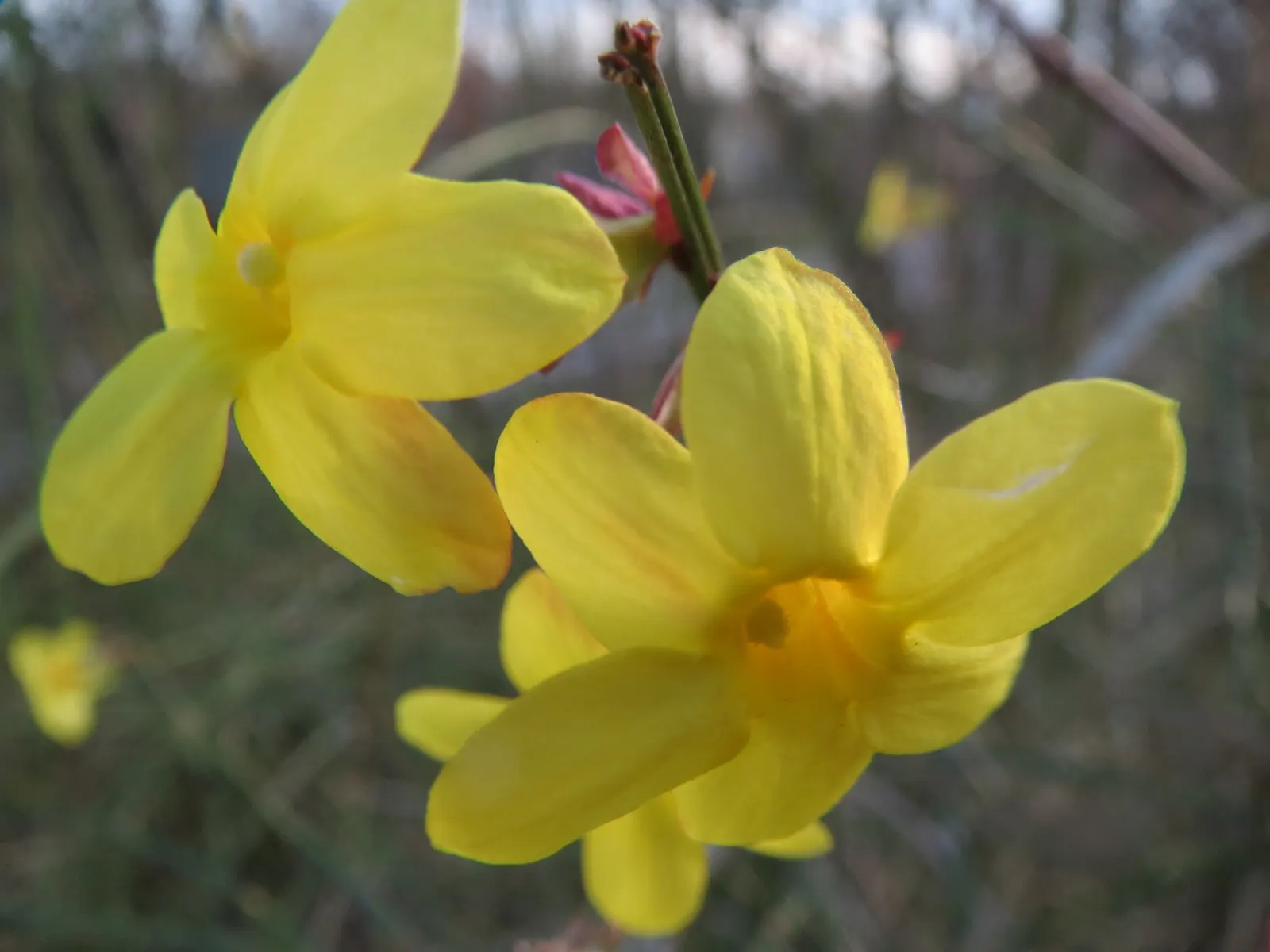 Winter Jasmine (Jasminum Nudiflorum) — the lively yellow flowers of Jasminum nudiflorum provide a welcome contrast; this deciduous shrub thrives in, image 88