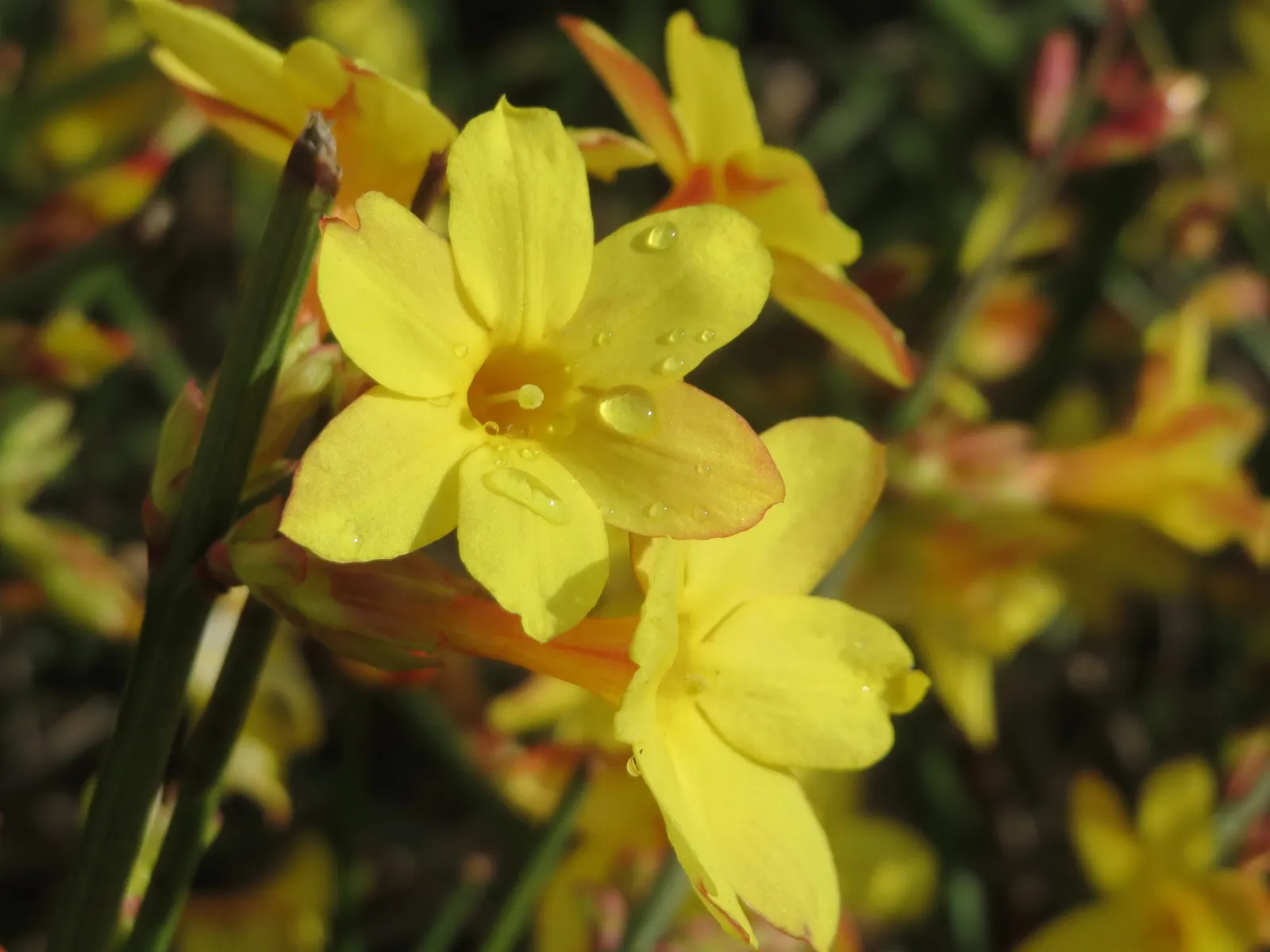 Winter Jasmine (Jasminum Nudiflorum) — white and yellow flowers in the garden