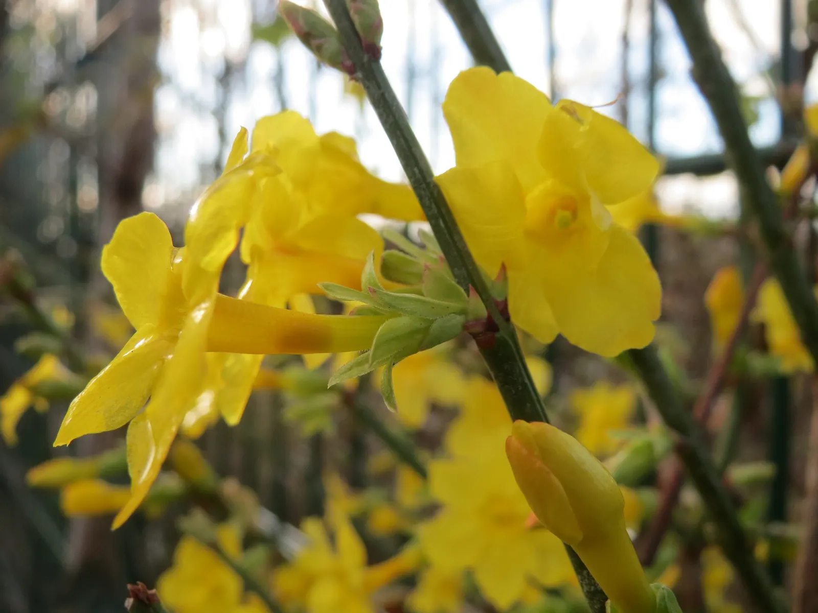 Winter Jasmine (Jasminum Nudiflorum) — Winter Jasmine has an arching growth habit