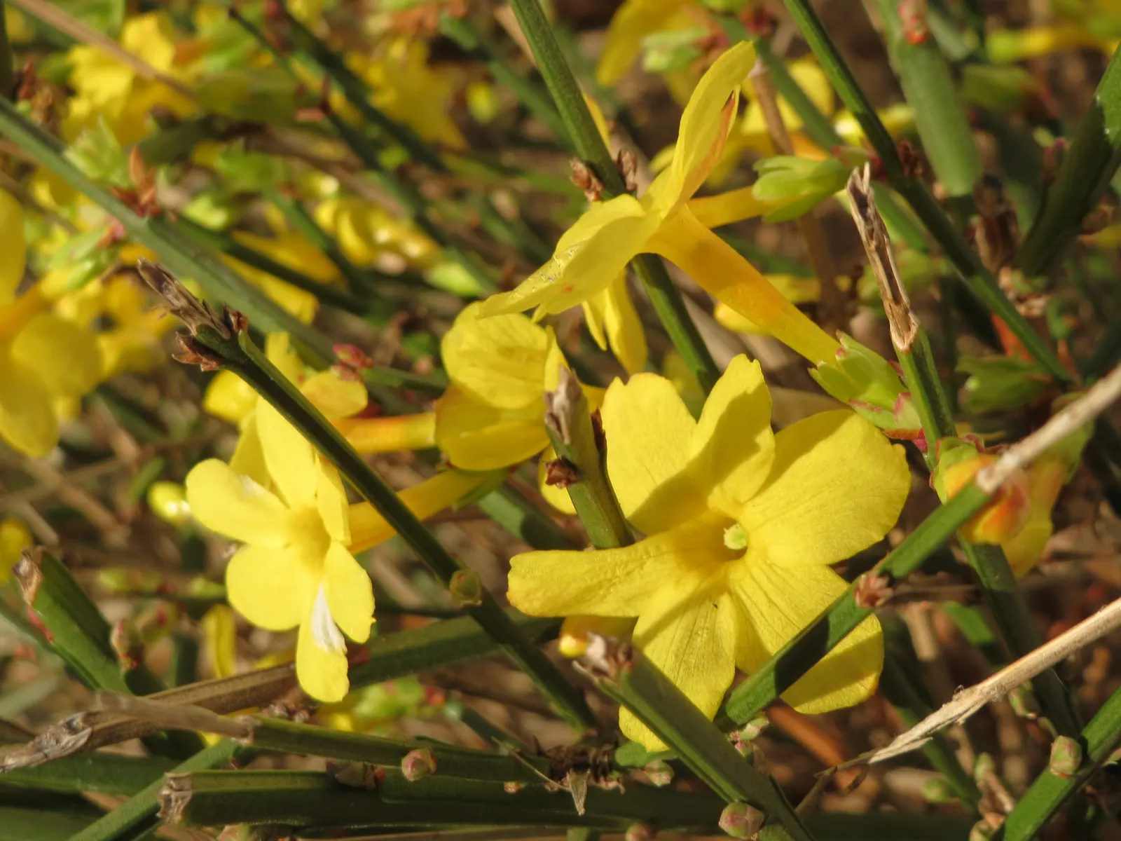 Winter Jasmine (Jasminum Nudiflorum) — Its ease of maintenance and vigorous growth mean it can be pruned to desired shape and size after flowering