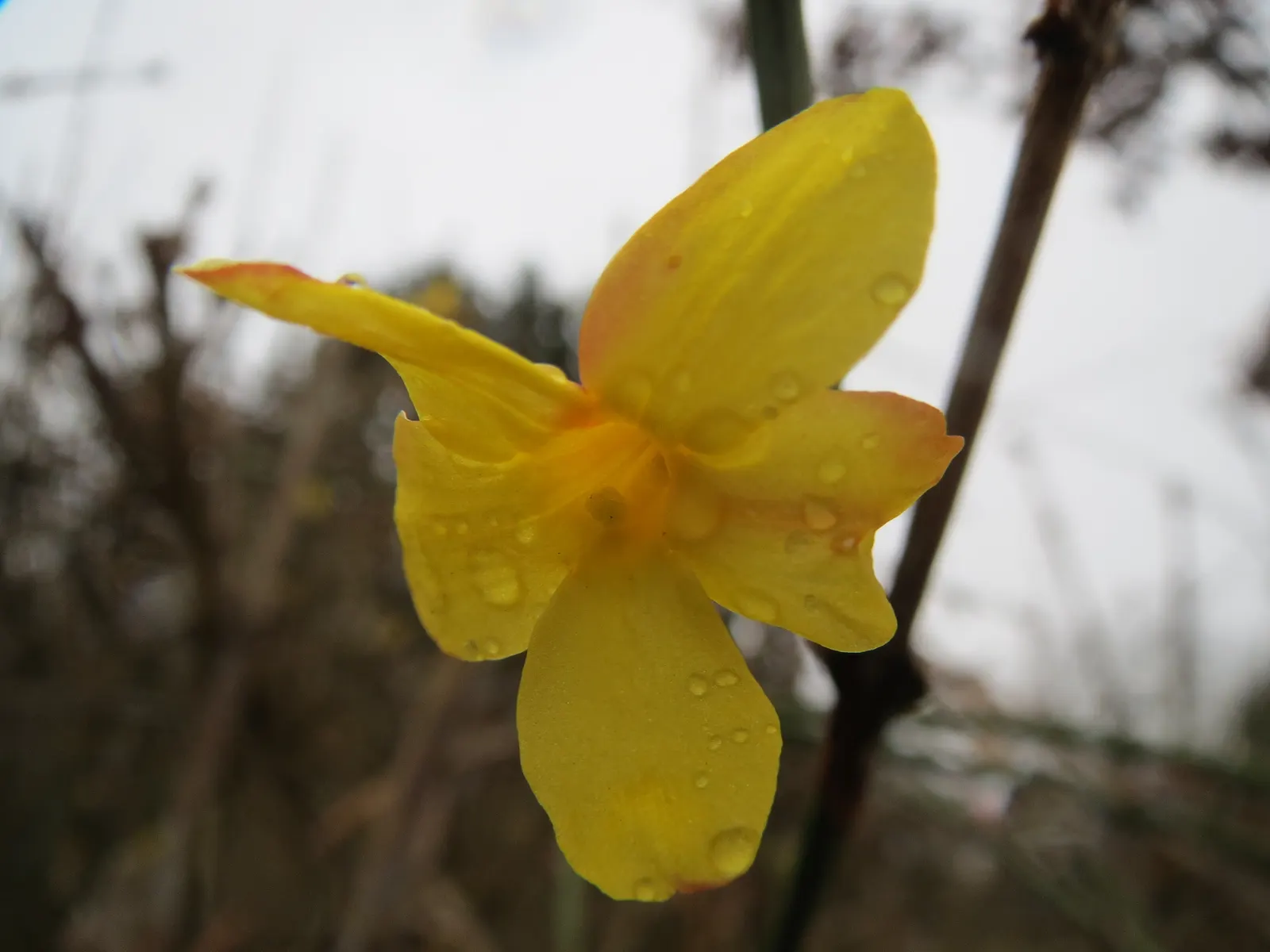Winter Jasmine (Jasminum Nudiflorum) — with minimal care requirements post-establishment; shrub for full or half, image 99