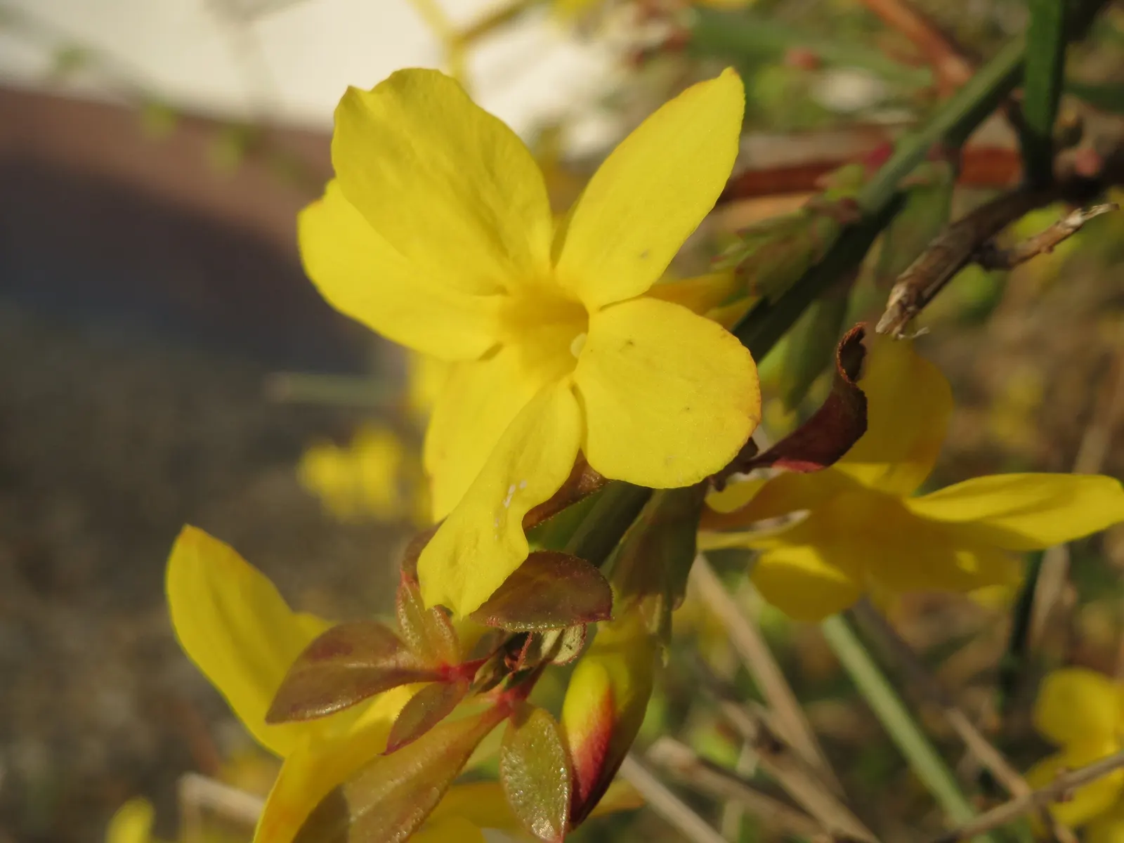 Winter Jasmine (Jasminum Nudiflorum) — as its bright yellow blooms adorn the bare branches from late winter into early spring; making it quite, image 55