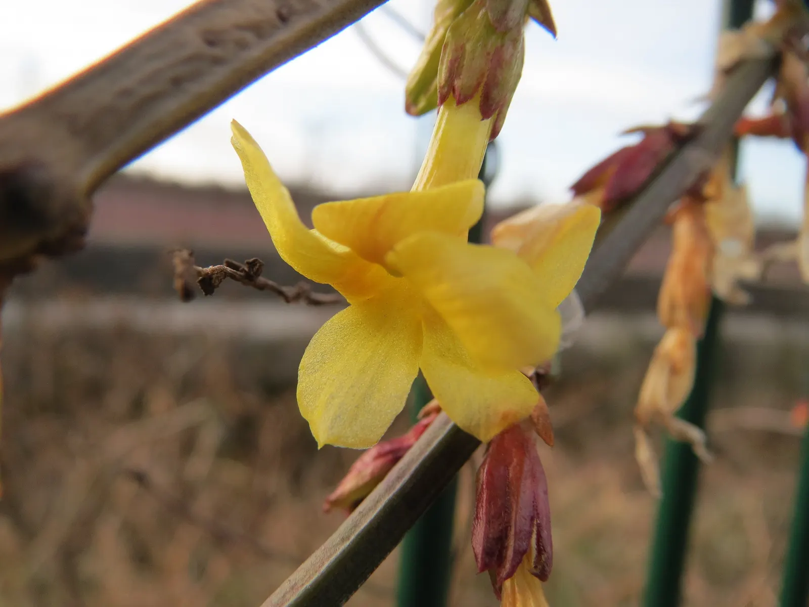Winter Jasmine (Jasminum Nudiflorum) — making it quite adaptable for many regions; it reaches a maximum height and spread of 10 feet, image 60
