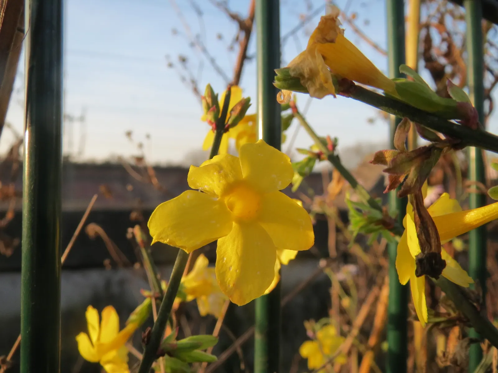 Winter Jasmine (Jasminum Nudiflorum) — Winter Jasmine (Jasminum nudiflorum) is a strikingly hardy deciduous shrub; this resilient plant thrives in full sun to