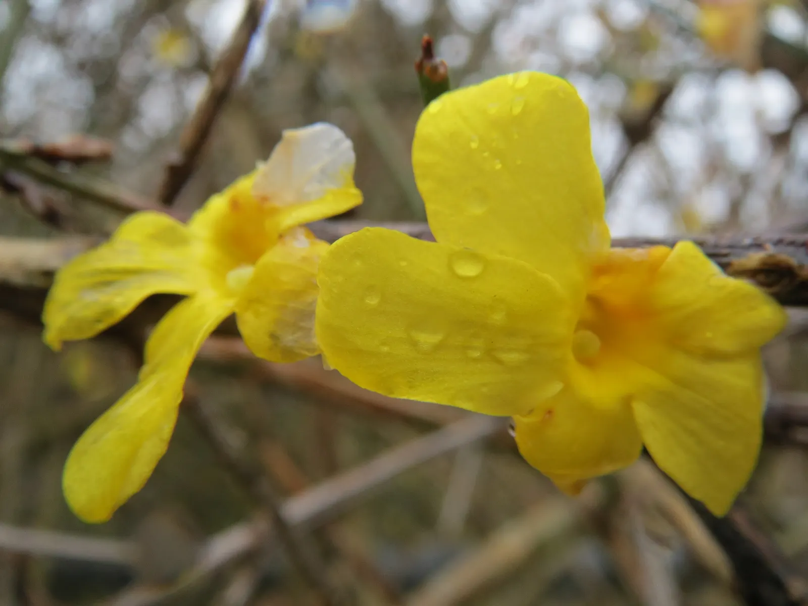 Winter Jasmine (Jasminum Nudiflorum) — It reaches a maximum height and spread of 10 feet; occasional pruning helps rejuvenate the plant by, image 95