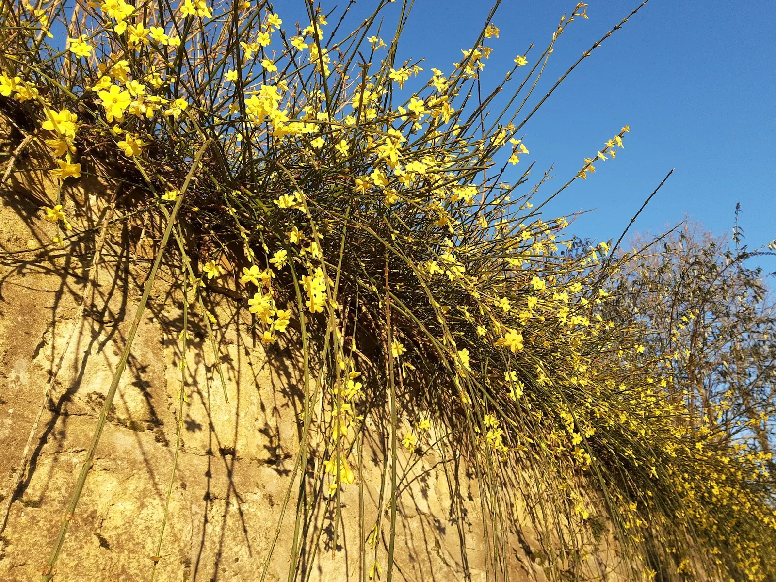 Winter Jasmine (Jasminum Nudiflorum) — or spilling down slopes as a ground cover; its ease of maintenance and vigorous growth mean it can be pruned to desired