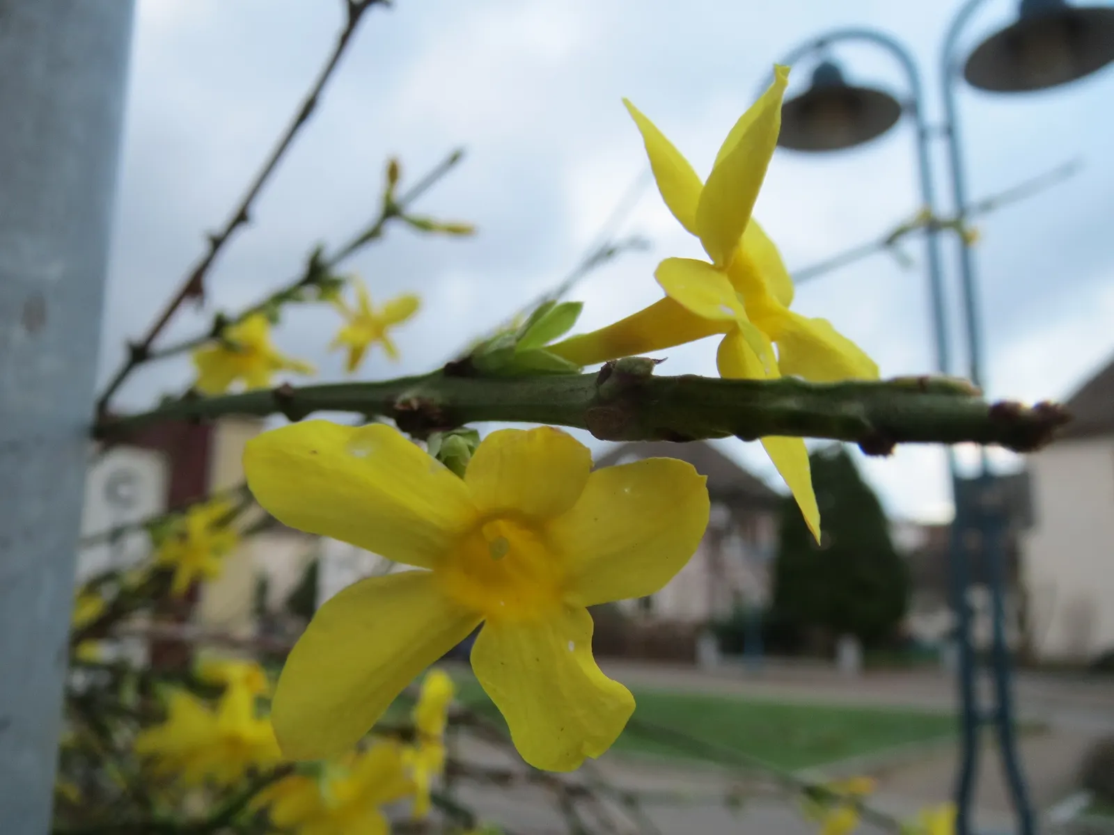 Winter Jasmine (Jasminum Nudiflorum) — Winter Jasmine (Jasminum nudiflorum) is a strikingly hardy deciduous shrub; this resilient plant thrives in, image 47