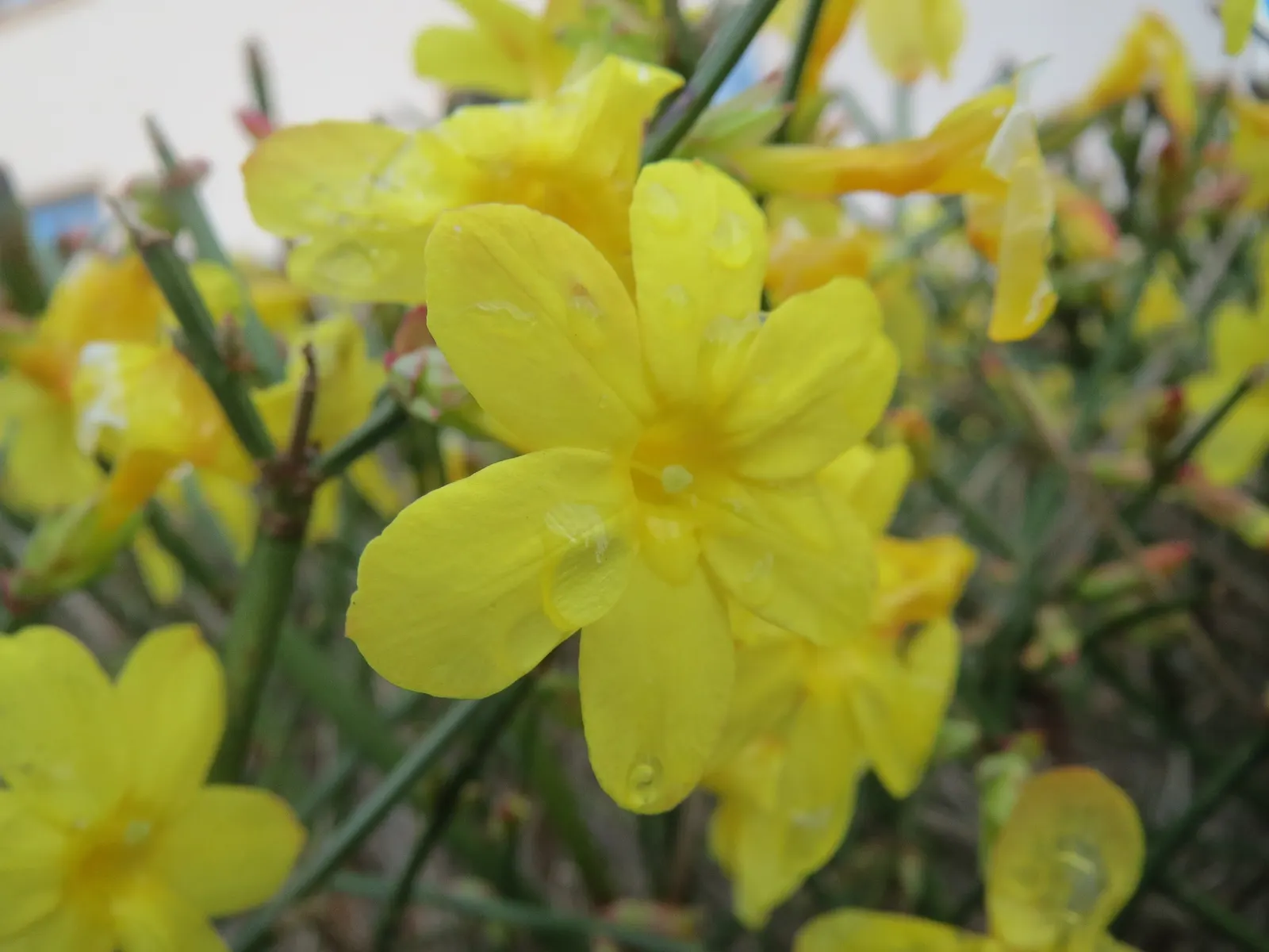 Winter Jasmine (Jasminum Nudiflorum) — Winter Jasmine (Jasminum nudiflorum) is a versatile and resilient shrub, native to China; with minimal care, image 100