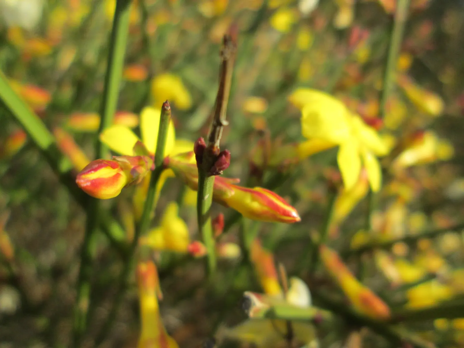 Winter Jasmine (Jasminum Nudiflorum) — occasional pruning helps rejuvenate the plant by encouraging fresh; winter Jasmine (Jasminum nudiflorum) is a versatile