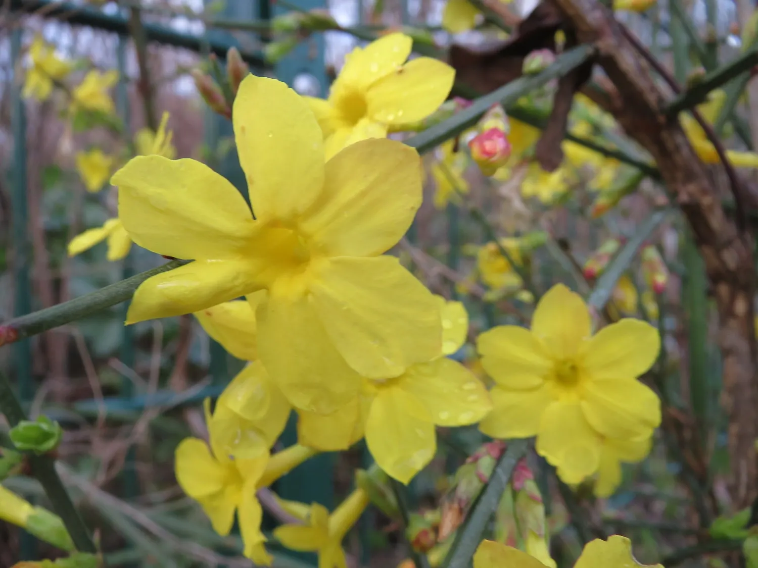 Winter Jasmine (Jasminum Nudiflorum) — This resilient plant thrives in full sun to partial shade and prefers well-drained soil; favored for its bright yellow