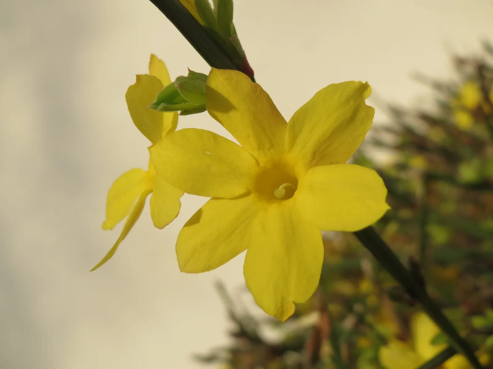 Winter Jasmine (Jasminum Nudiflorum) — This deciduous shrub thrives in full sun to partial shade and prefers well-drained soil with moderate moisture