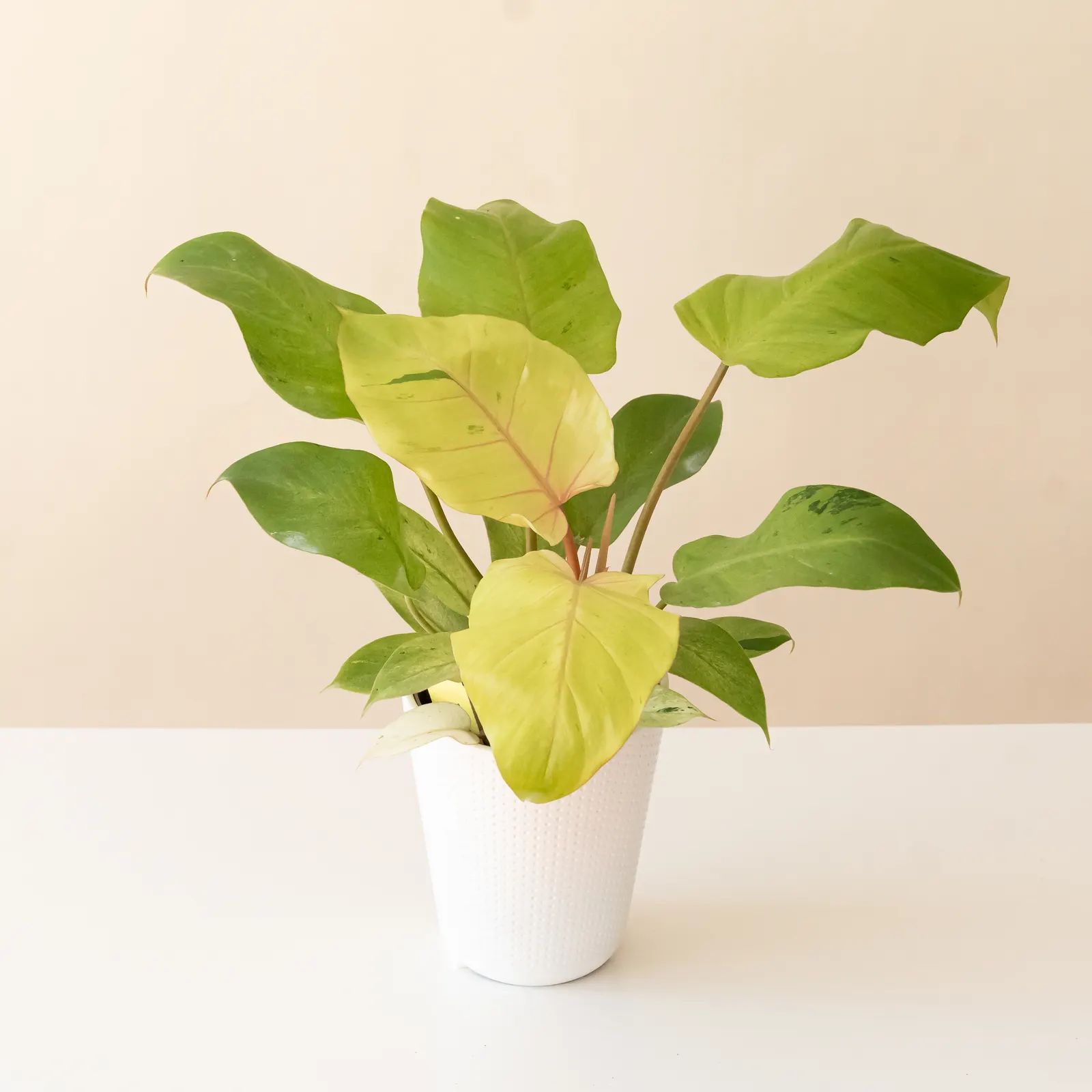 Snowdrift™ Heartleaf Philodendron (Philodendron hybrid) — Proven Winners - Prismacolor™ Snowdrift™ - Heartleaf Philodendron - Philodendron hybrid plant details