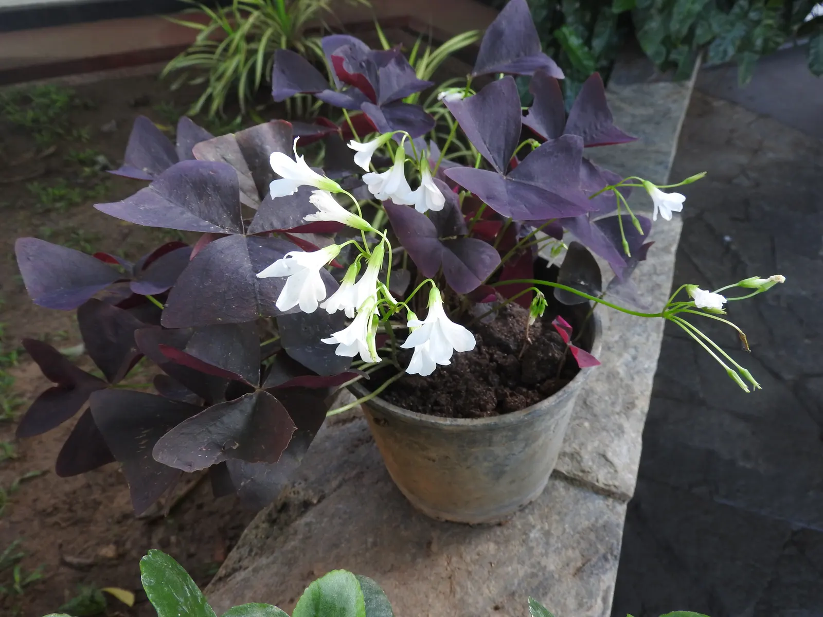 Purple Shamrock (Oxalis Triangularis) — and a slightly acidic to neutral pH is ideal.<br><br>Aside from its visual appeal; bulb / perennial for full or half