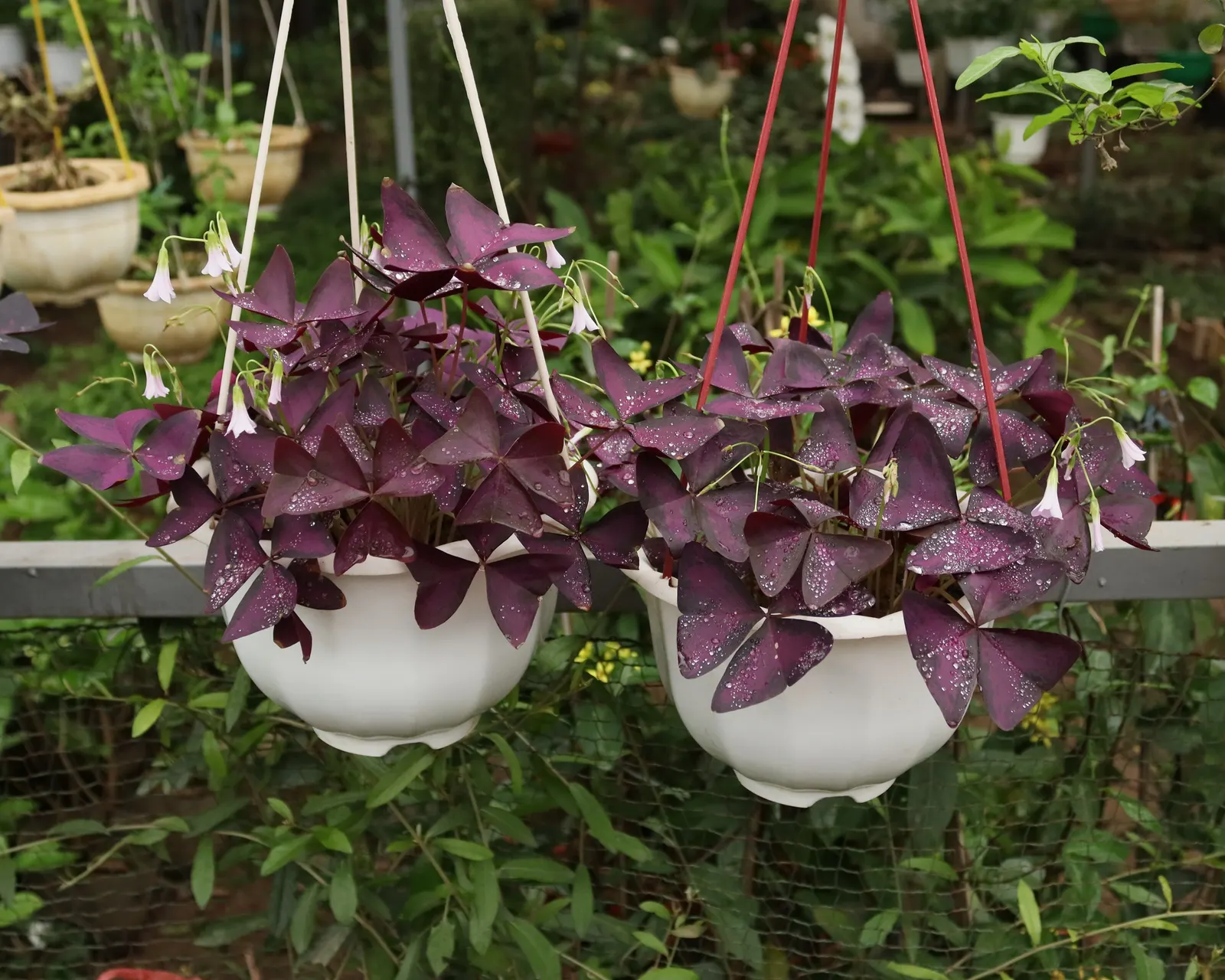 Purple Shamrock (Oxalis Triangularis) — Preferring partial to full shade; its delicate pink or white flowers bloom from spring to fall