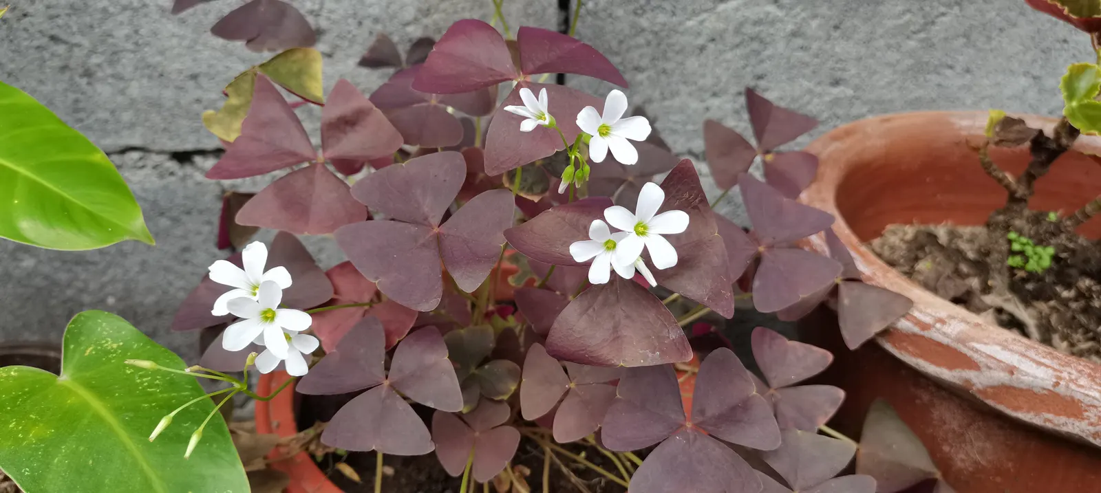 Purple Shamrock (Oxalis Triangularis) — delighting the client with its dynamic presence; triangular leaves that fold down at night