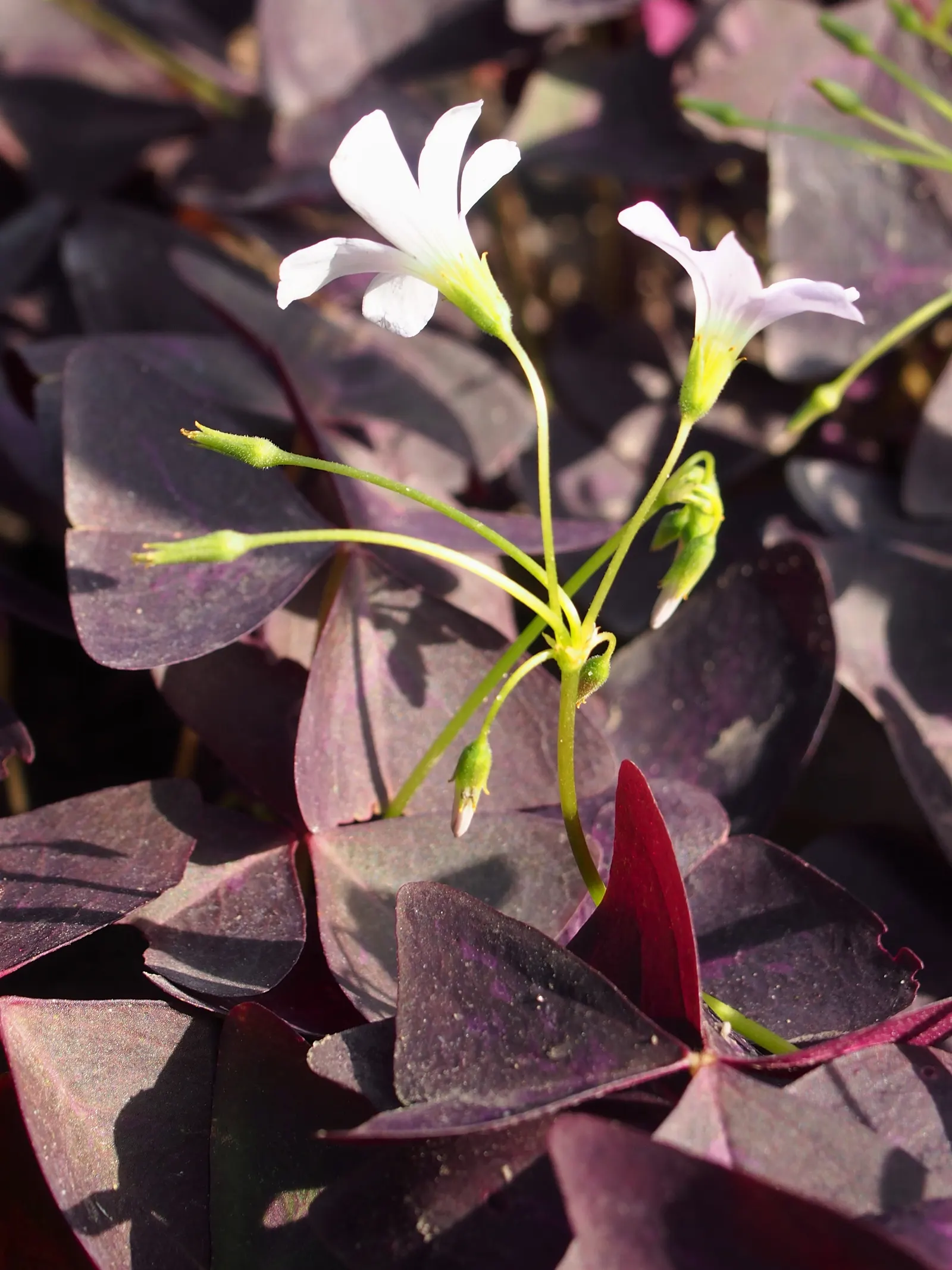 Purple Shamrock (Oxalis Triangularis) — Its delicate pink or white flowers bloom from spring to fall; adding a touch of whimsy to borders or, image 83