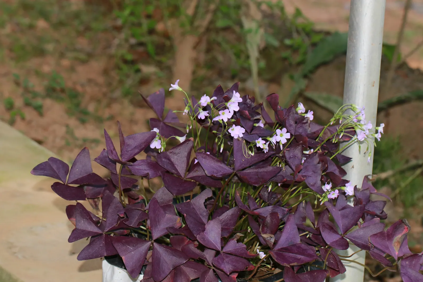 Purple Shamrock (Oxalis Triangularis) — bulb / perennial with pink blooms