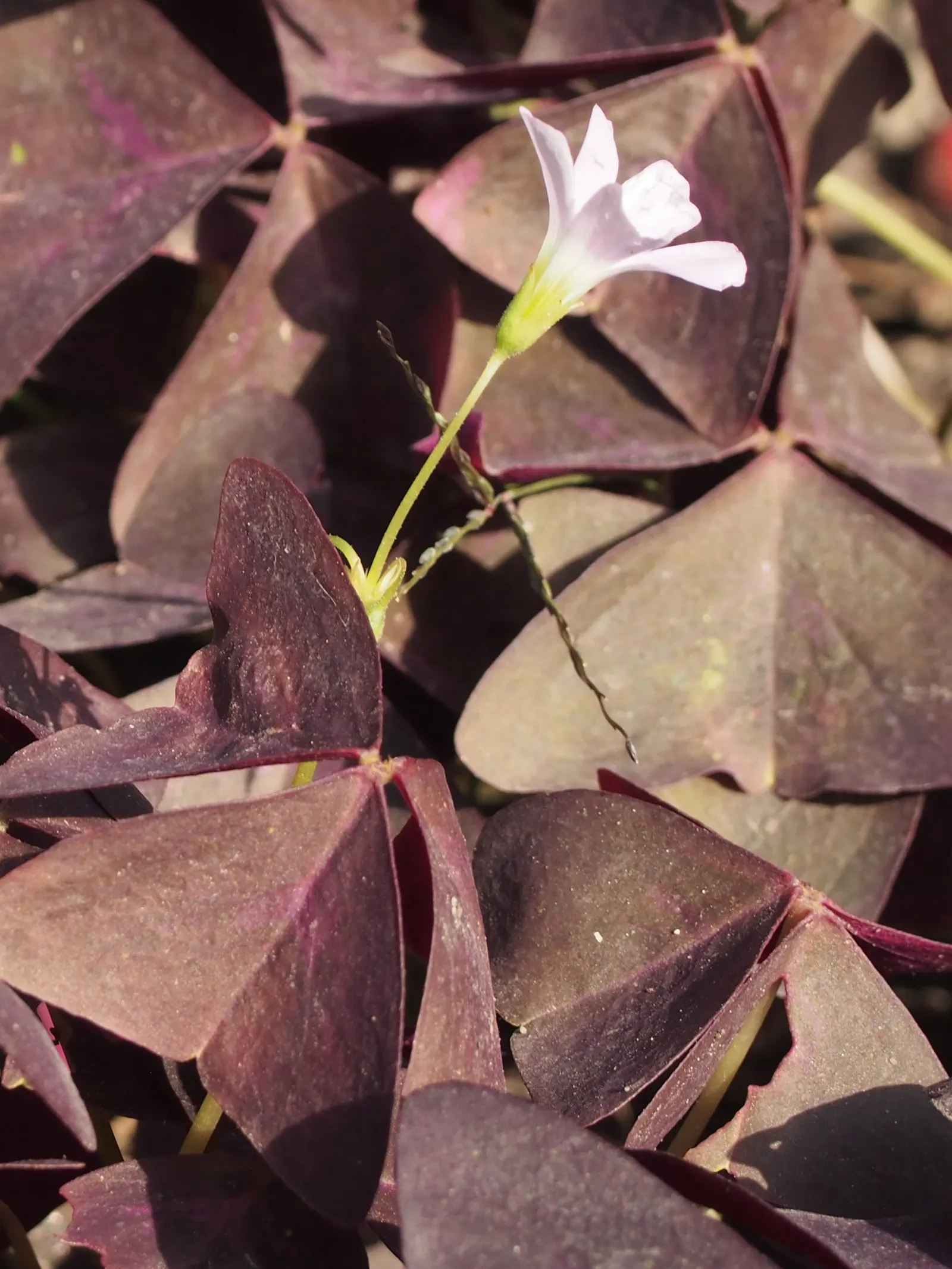 Purple Shamrock (Oxalis Triangularis) — scientifically termed Oxalis triangularis