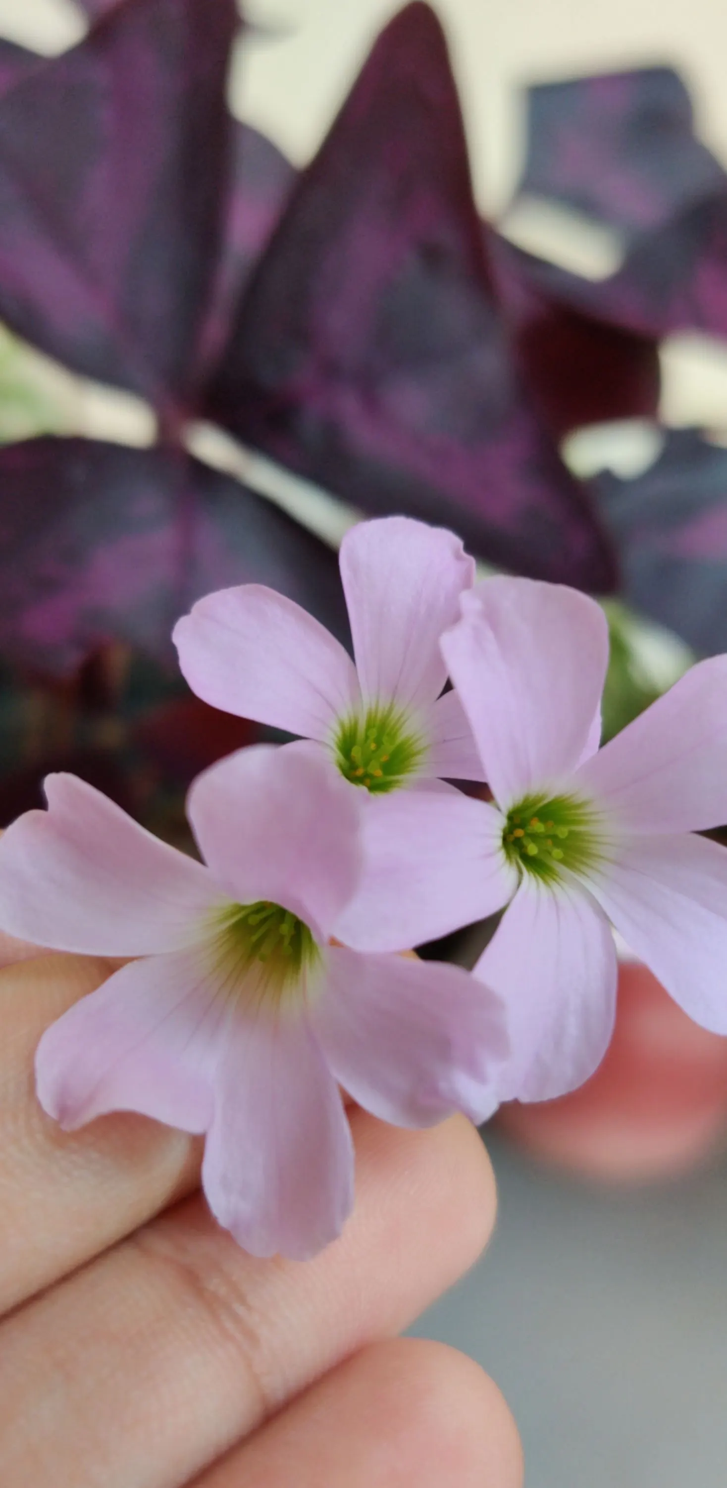 Purple Shamrock (Oxalis Triangularis) — and a slightly acidic to neutral pH is ideal.<br><br>Aside from its visual appeal; bulb / perennial for, image 71