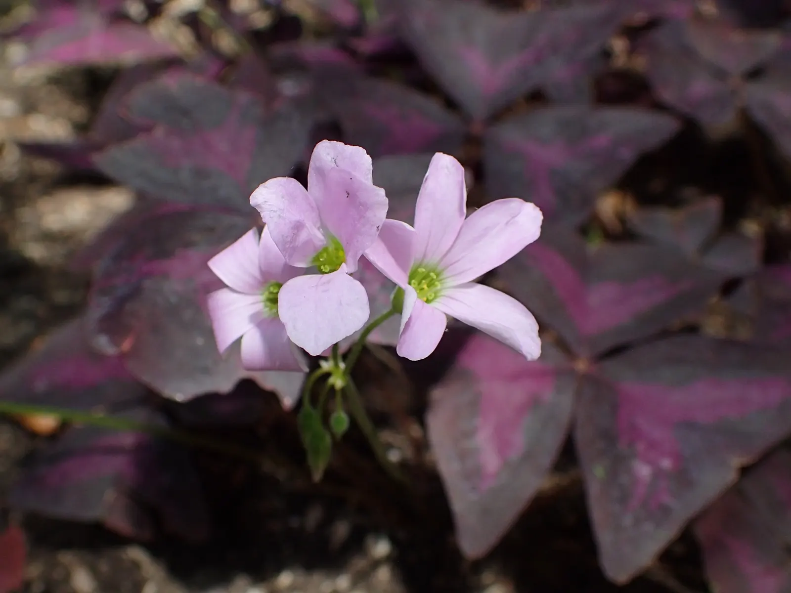 Purple Shamrock (Oxalis Triangularis) — This tuberous plant reaches around 8 to 12 inches in height and benefits from a spacing of 4 to 6 inches; bulb /