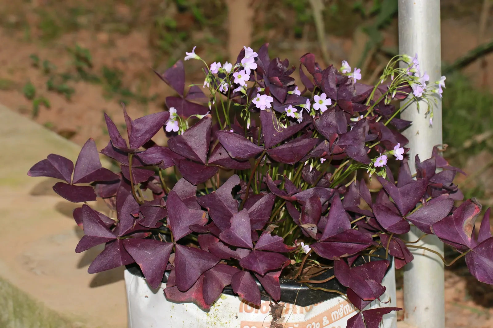 Purple Shamrock (Oxalis Triangularis) — adding a touch of whimsy to borders or containers; typically blooming from late spring to early summer.<br><br>This