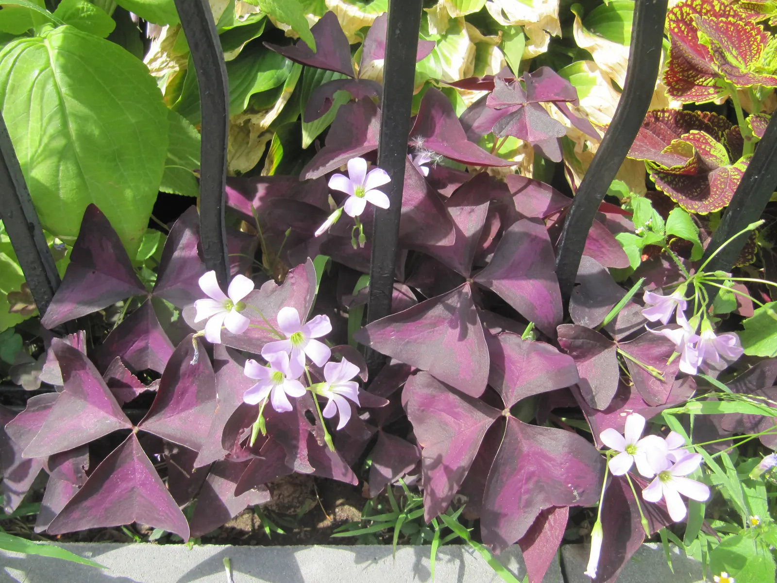 Purple Shamrock (Oxalis Triangularis) — mimicking the movement of butterfly wings