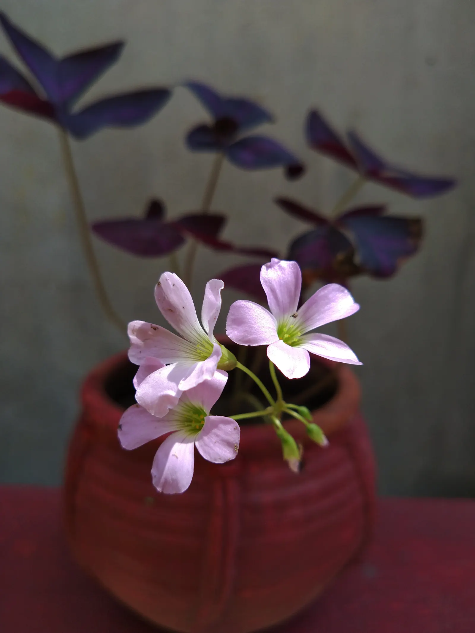 Purple Shamrock (Oxalis Triangularis) — velvety purple hue that folds down at dusk and reopens to the sun