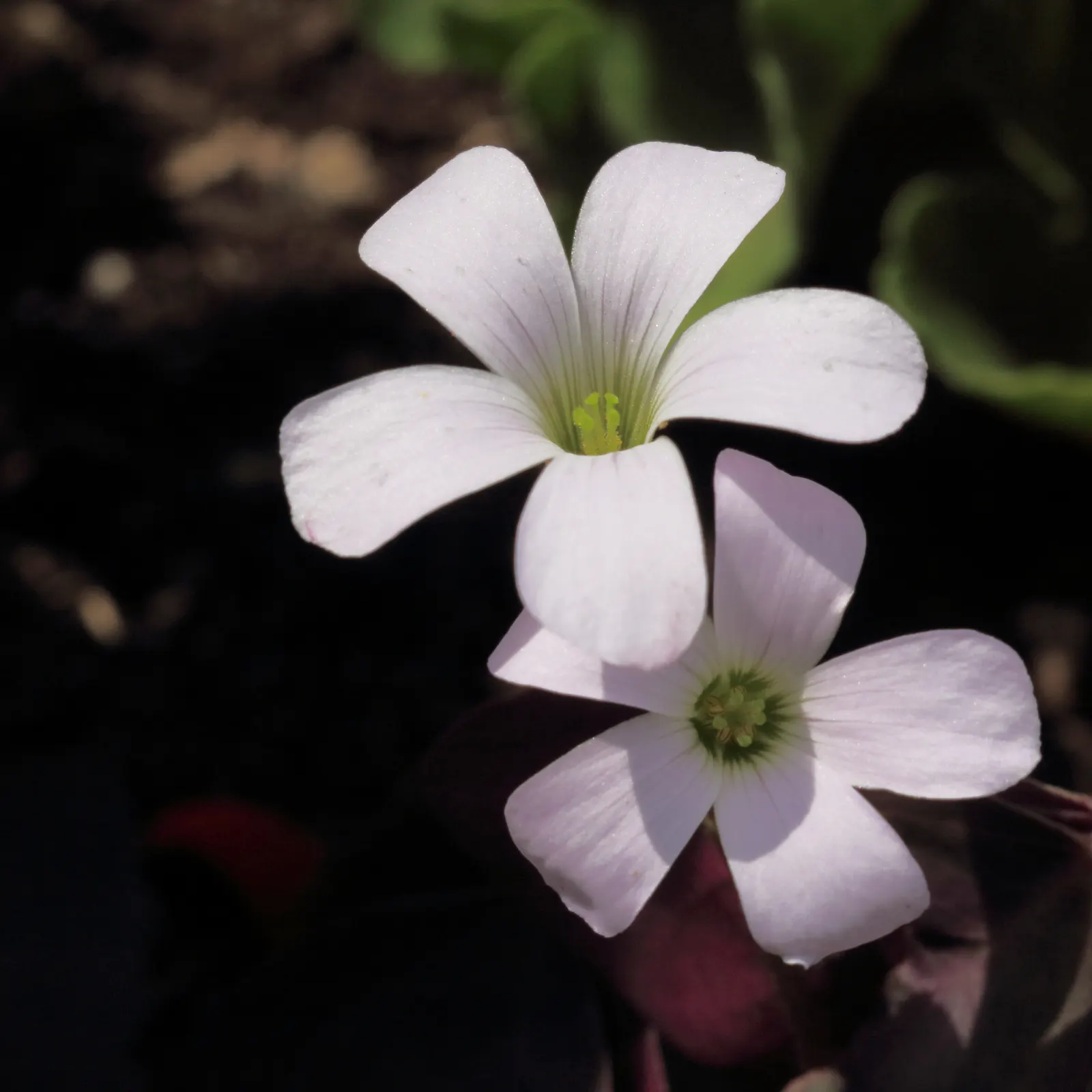 Purple Shamrock (Oxalis Triangularis) — Its delicate pink or white flowers bloom from spring to fall