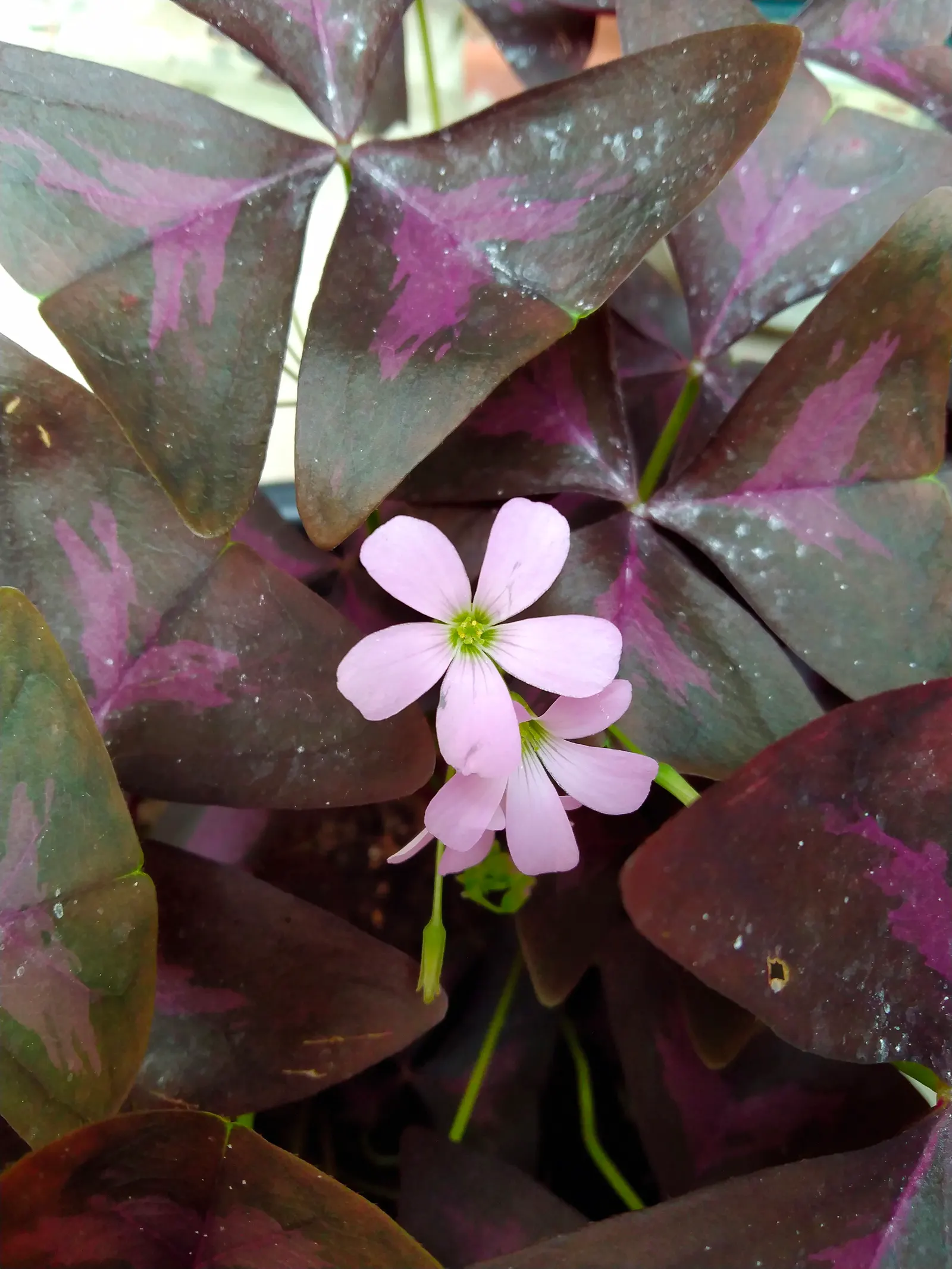 Purple Shamrock (Oxalis Triangularis) — Its optimal growing conditions include well-draining soil that remains moist but not waterlogged; and a slightly acidic