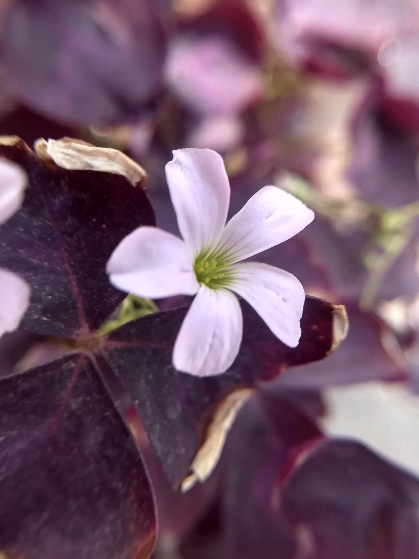 Purple Shamrock (Oxalis Triangularis) — is a charming perennial with striking purple; this tuberous plant reaches around 8 to 12 inches in height, image 53
