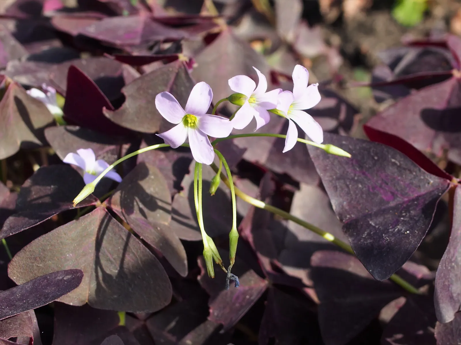 Purple Shamrock (Oxalis Triangularis) — pink flowers in the garden; each leaflet boasts a deep, image 76