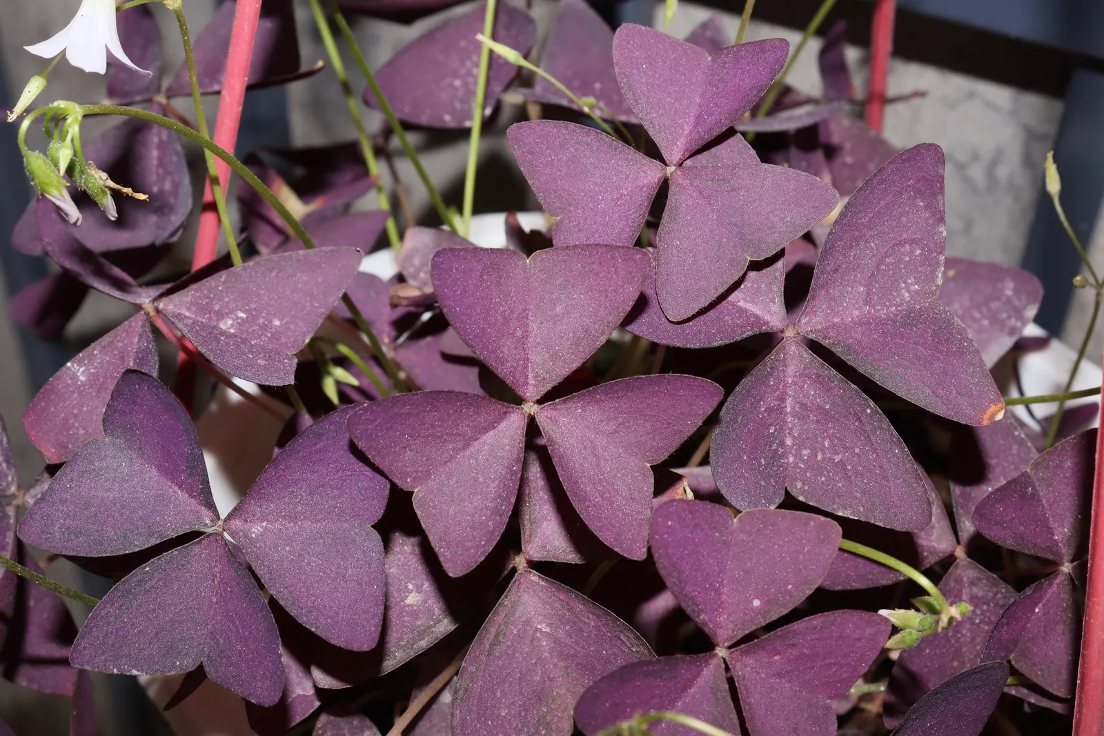 Purple Shamrock (Oxalis Triangularis) — triangular leaves that fold down at night; mimicking the movement of butterfly wings