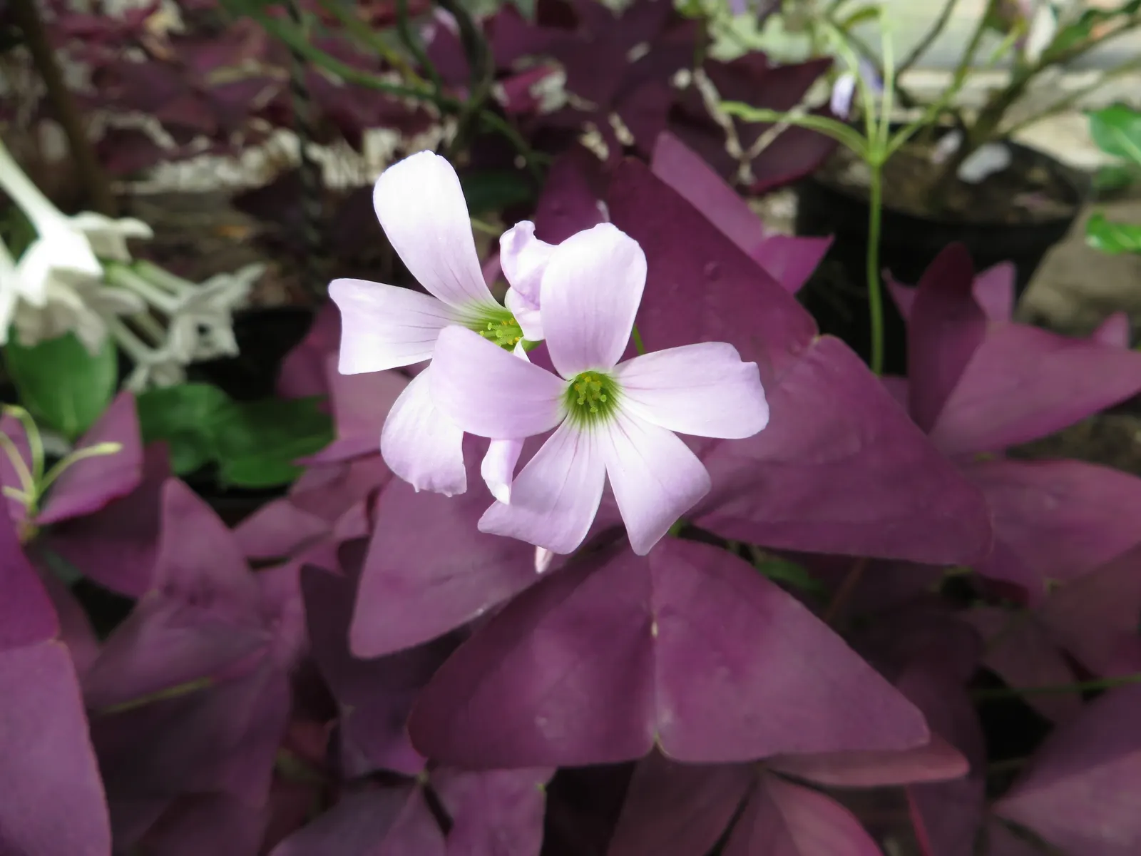 Purple Shamrock (Oxalis Triangularis) — making it a sustainable choice for garden expansions over time.<br><br>Overall