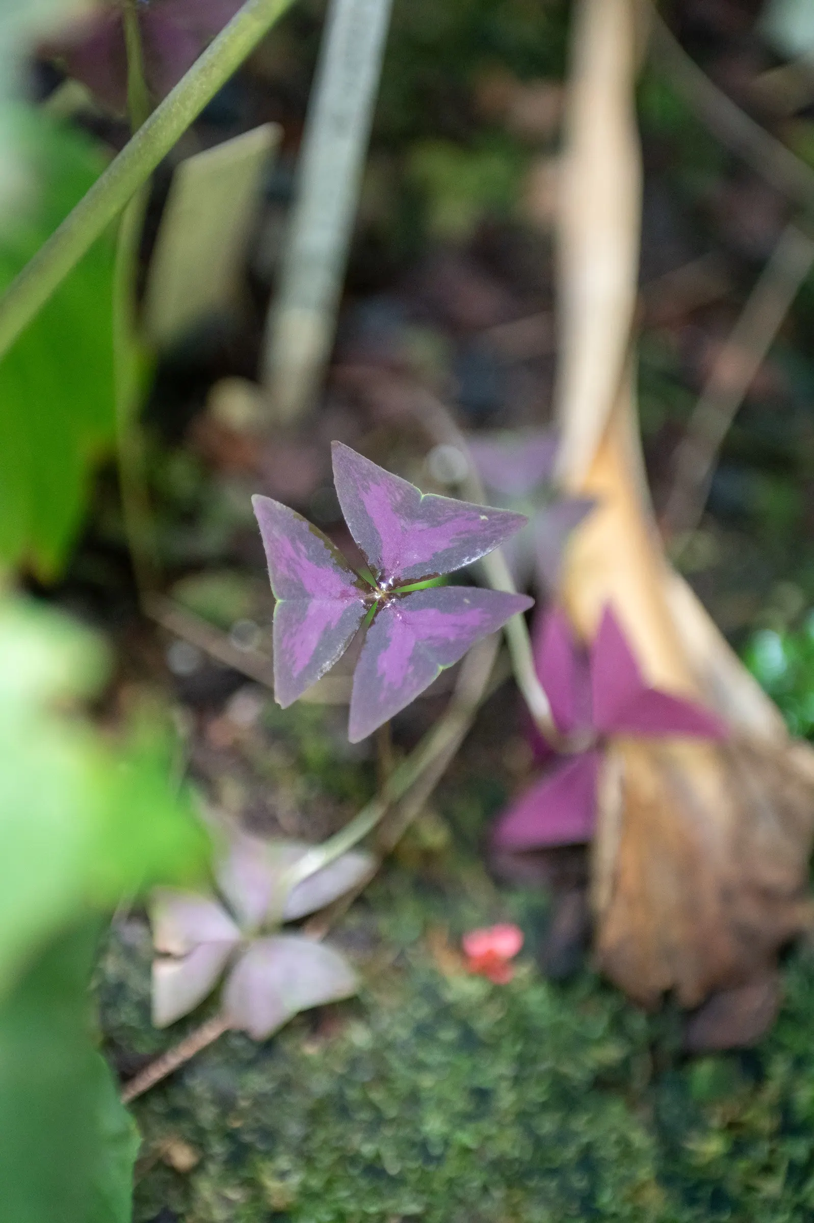 Purple Shamrock (Oxalis Triangularis) — Preferring partial to full shade; its delicate pink or white flowers bloom from spring to fall, image 68