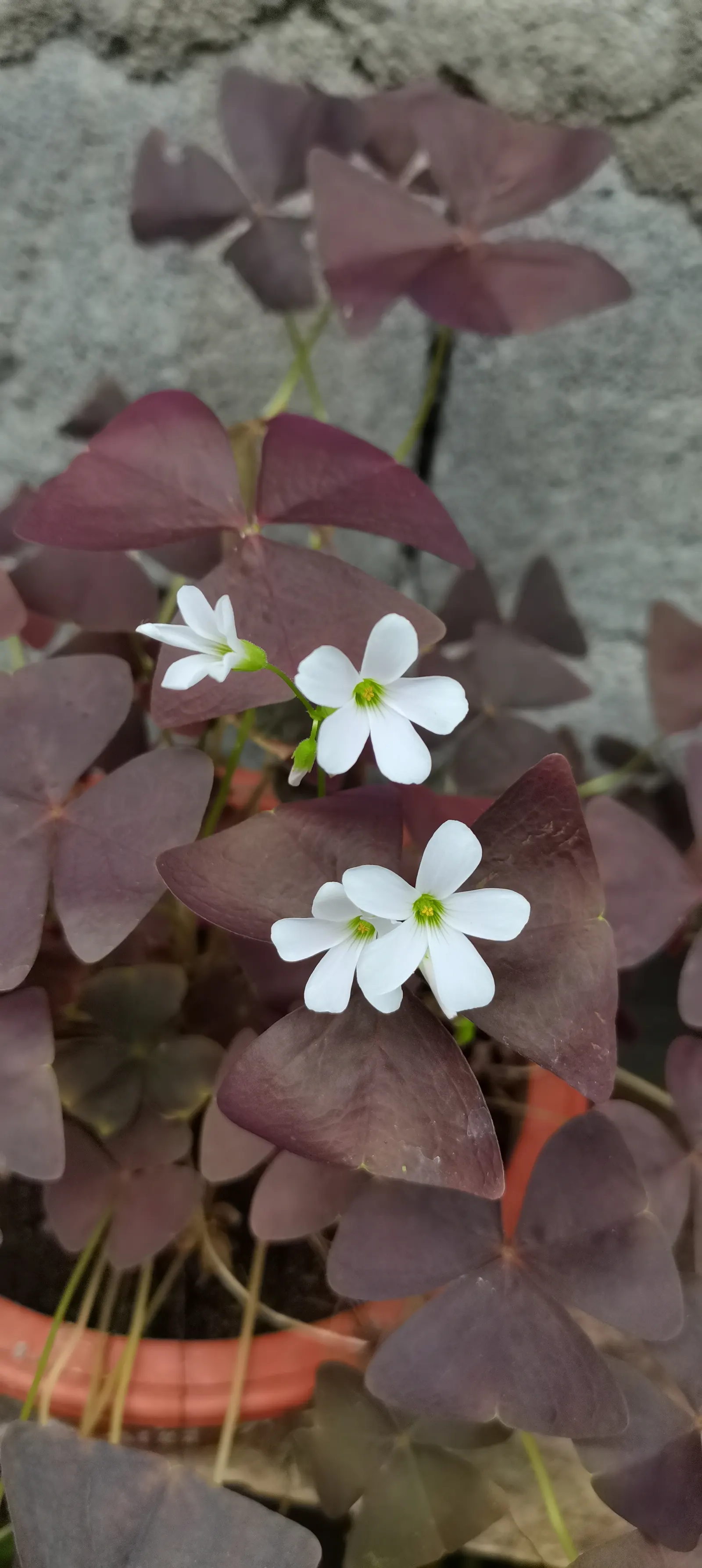 Purple Shamrock (Oxalis Triangularis) — delighting the client with its dynamic presence; triangular leaves that fold down at night, image 75