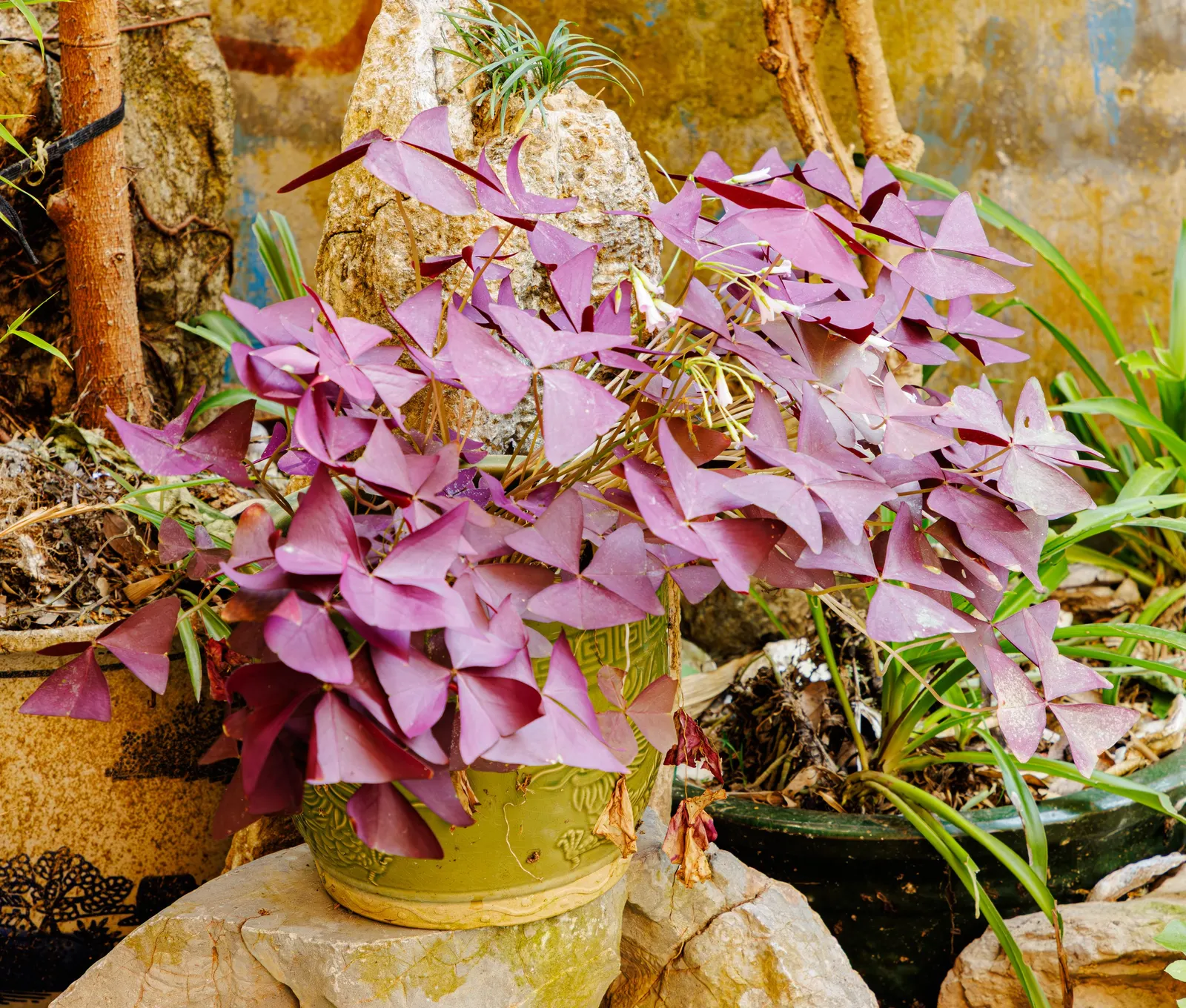 Purple Shamrock (Oxalis Triangularis) — is a charming perennial with striking purple; this tuberous plant reaches around 8 to 12 inches in height and benefits