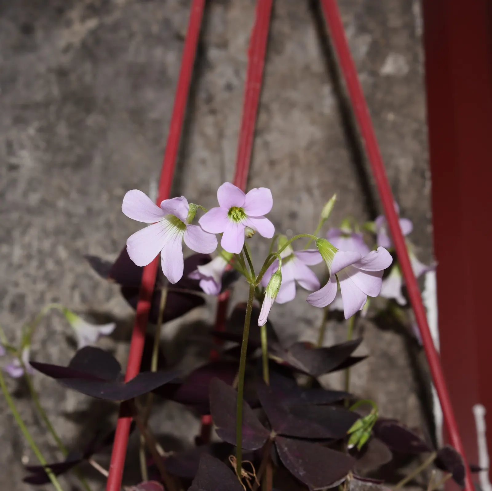 Purple Shamrock (Oxalis Triangularis) — It can be propagated easily by division; reaching an average height of 6 to 10 inches