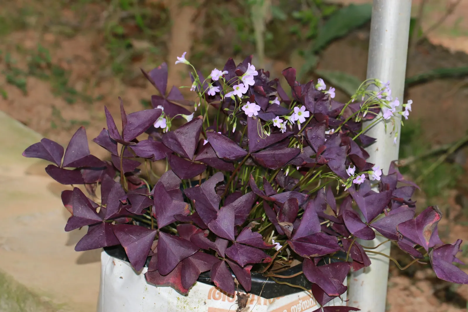 Purple Shamrock (Oxalis Triangularis) — is a charming perennial with striking purple