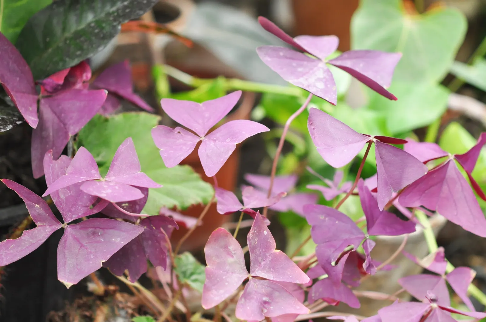 Purple Shamrock (Oxalis Triangularis) — is a captivating perennial plant renowned for its distinctive triangular-shaped leaves