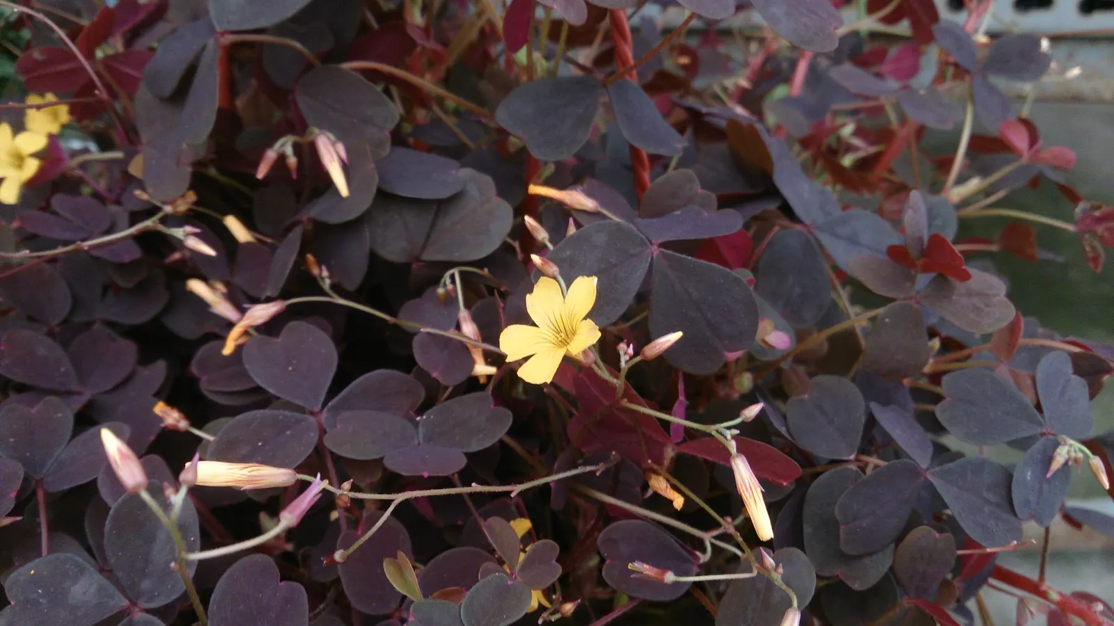 Purple Shamrock (Oxalis Triangularis) — pink flowers in the garden; each leaflet boasts a deep