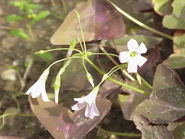 Purple Shamrock (Oxalis Triangularis) — reaching an average height of 6 to 10 inches; it's an excellent choice for those shaded areas in the landscape where