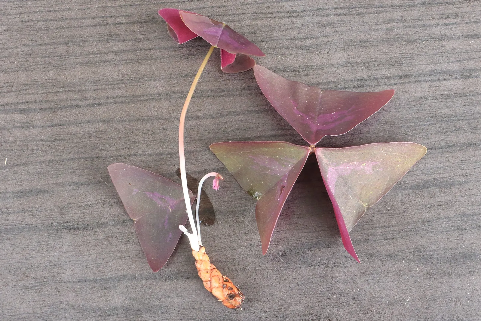 Purple Shamrock (Oxalis Triangularis) — Preferring partial to full shade