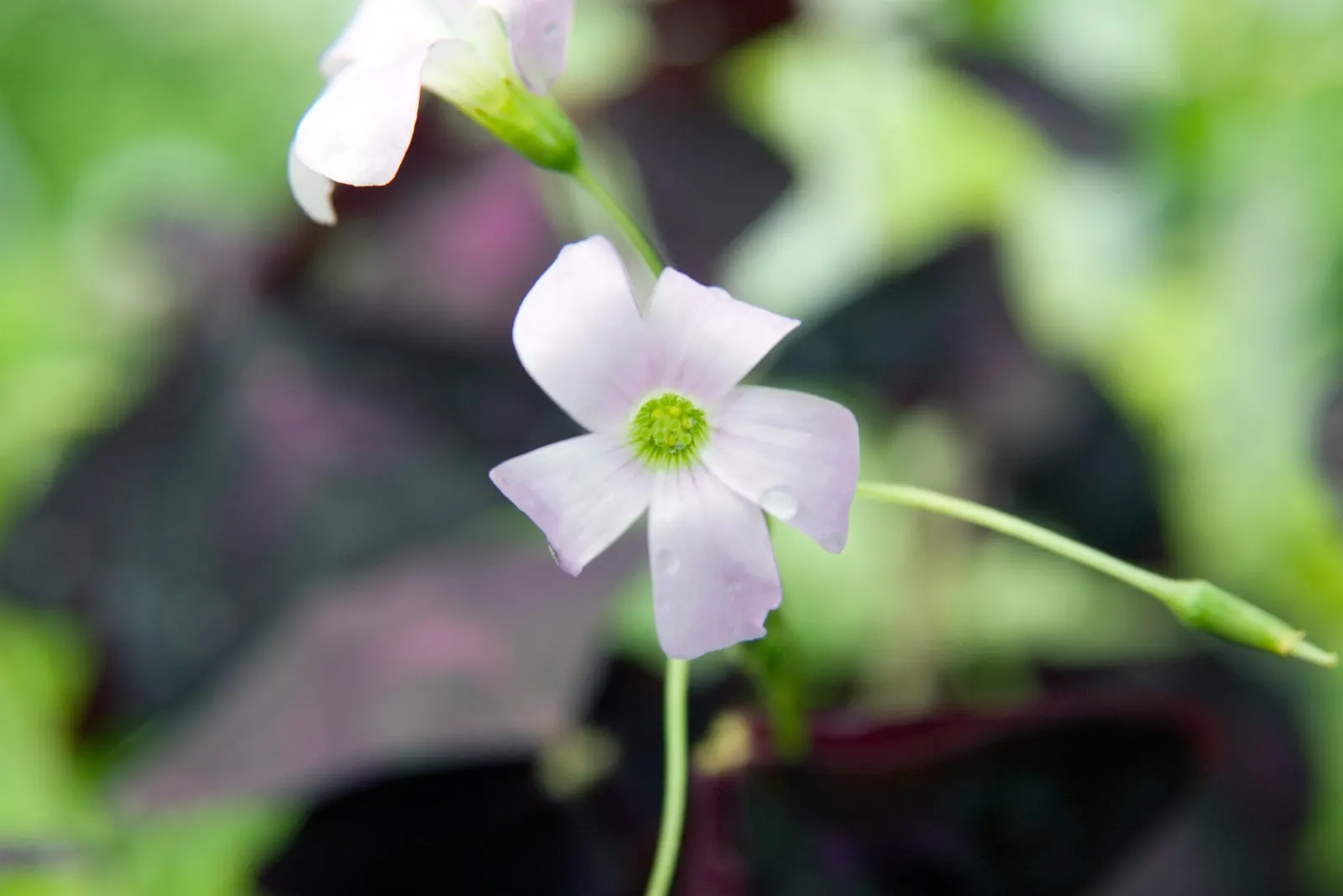 Purple Shamrock (Oxalis Triangularis) — is a captivating perennial plant renowned for its distinctive triangular-shaped leaves; is a charming, image 60