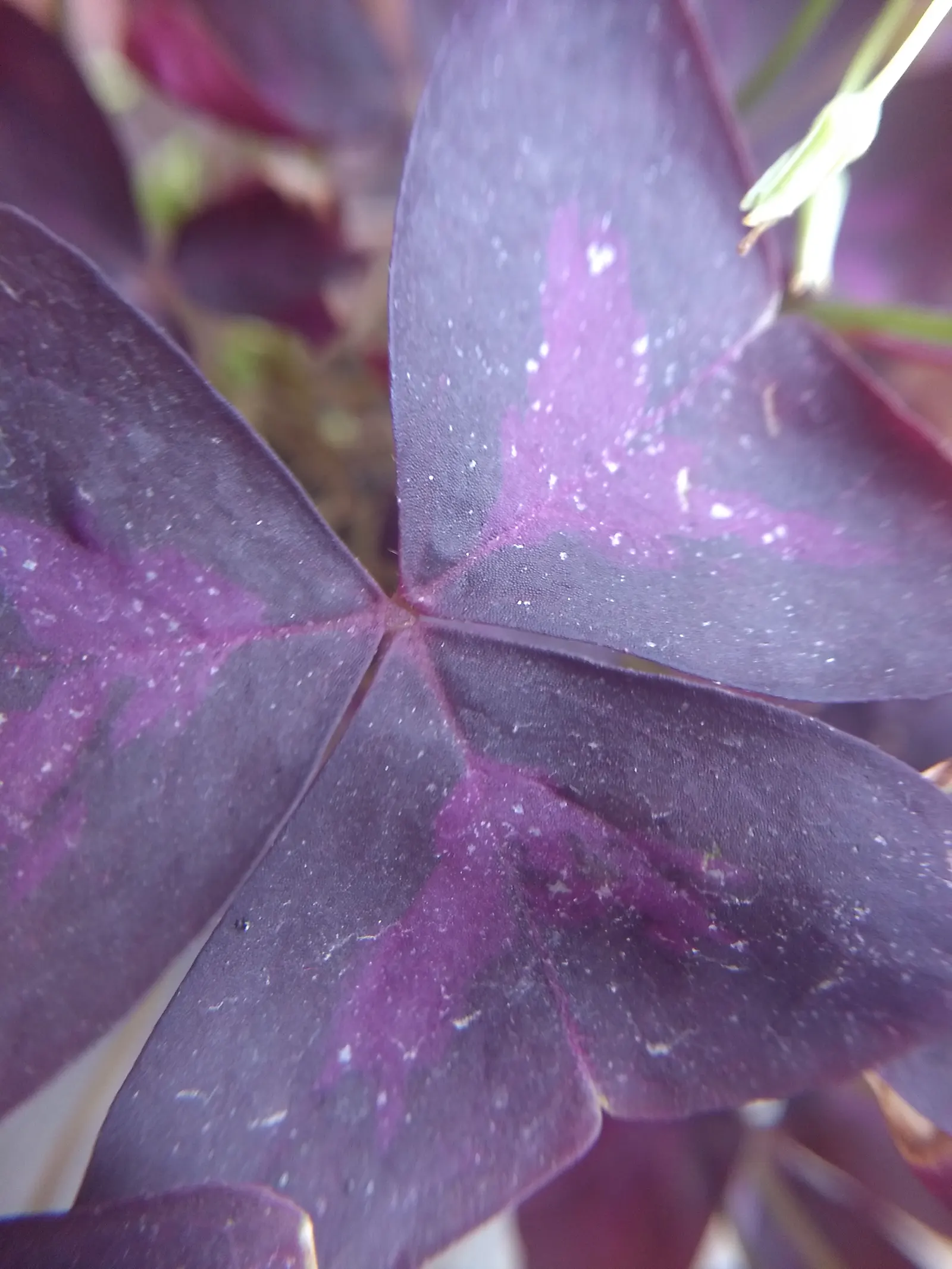 Purple Shamrock (Oxalis Triangularis) — triangular leaves that fold down at night; mimicking the movement of butterfly wings, image 54