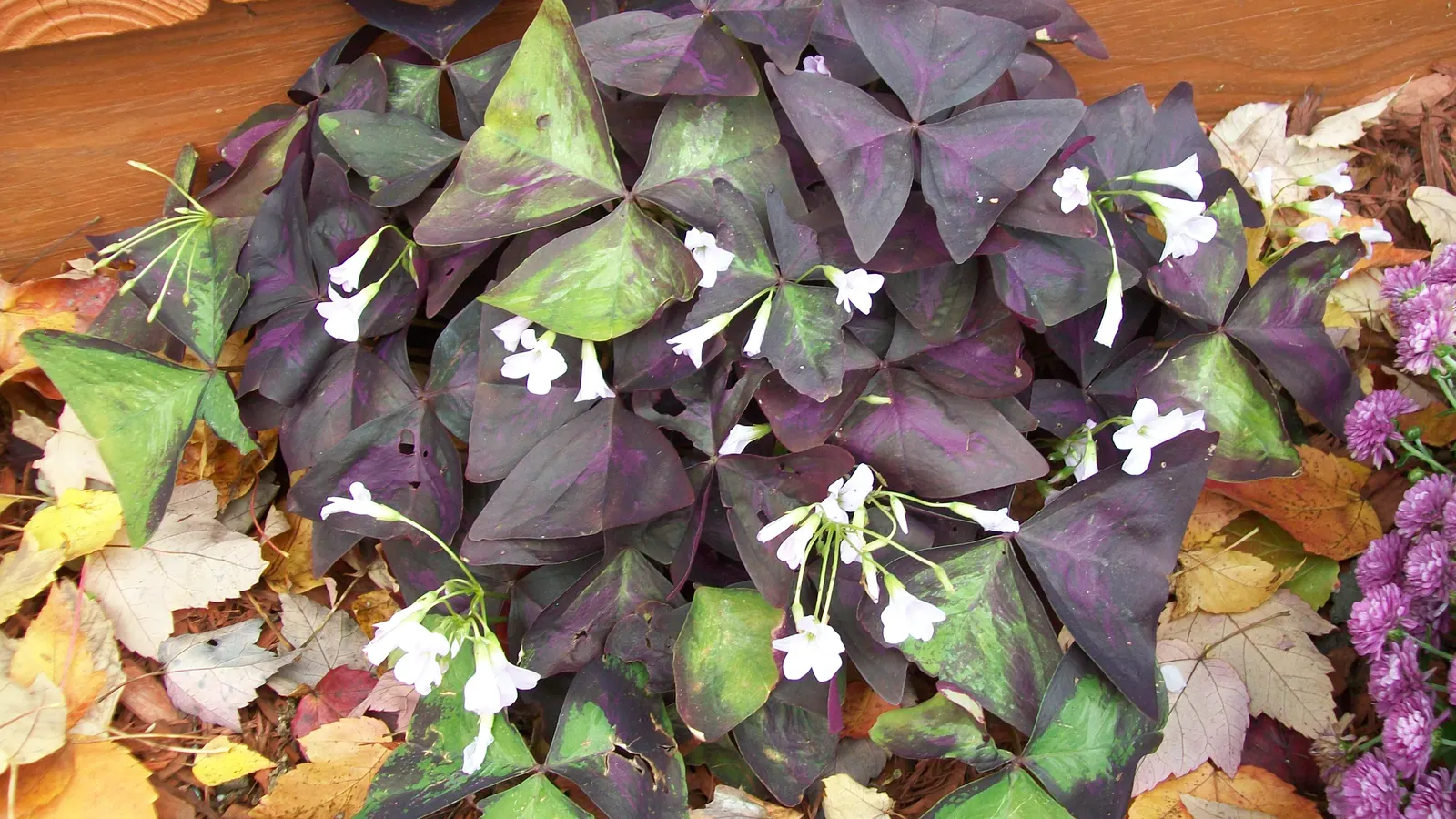 Purple Shamrock (Oxalis Triangularis) — it's an excellent choice for those shaded areas in the landscape where other plants may struggle, image 69