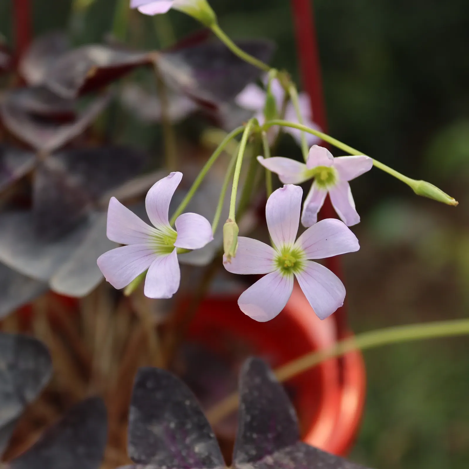 Purple Shamrock (Oxalis Triangularis) — scientifically termed Oxalis triangularis; oxalis triangularis also has the advantage of being relatively, image 59